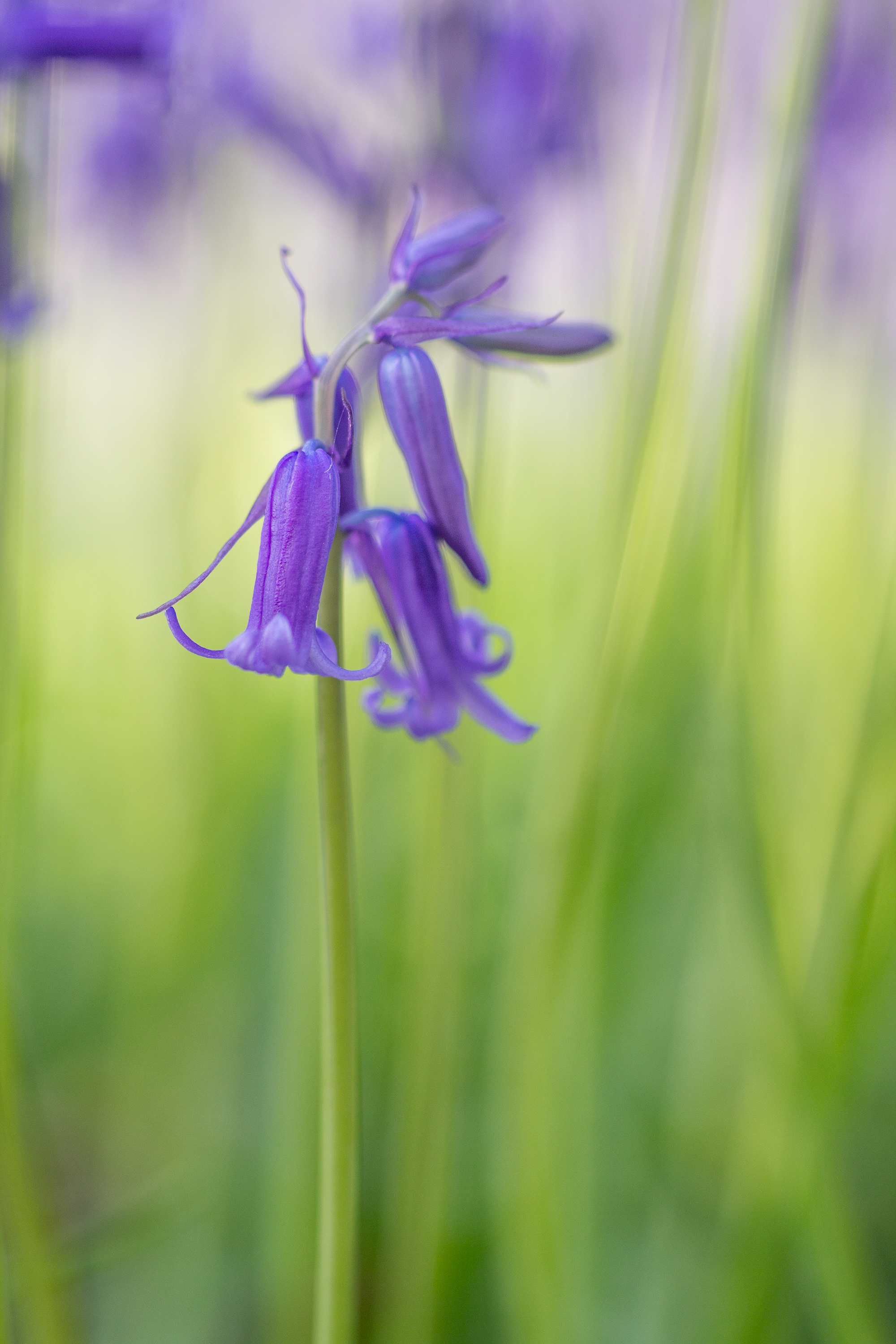 bluebells-1