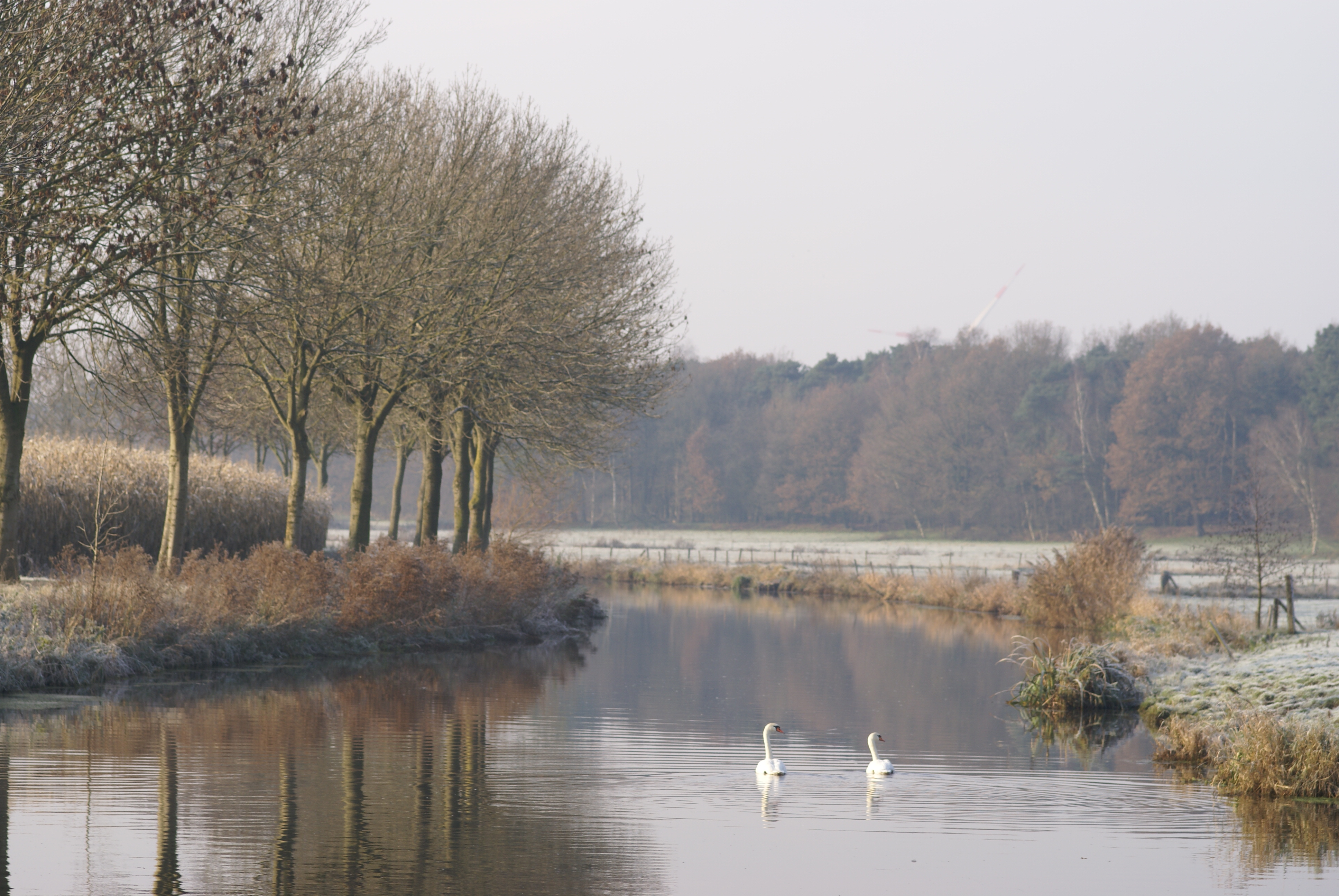 knobbelzwanen-op-de-mark