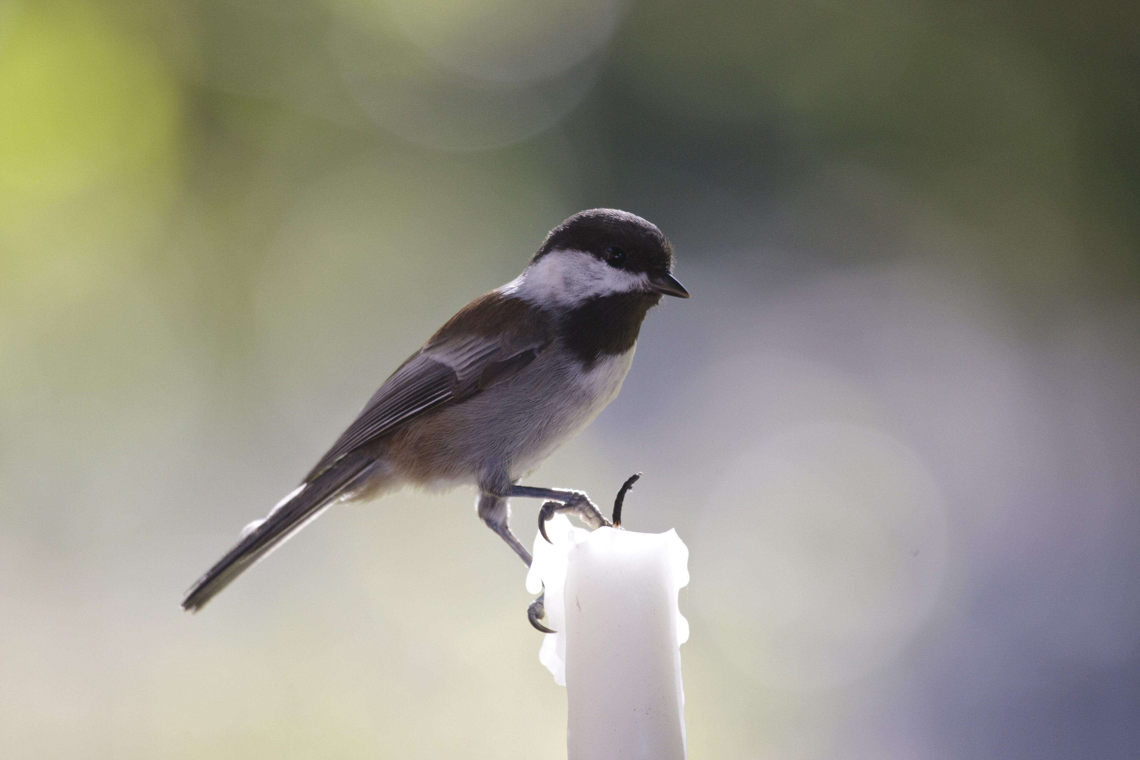 meesje-het-lieve-beestje