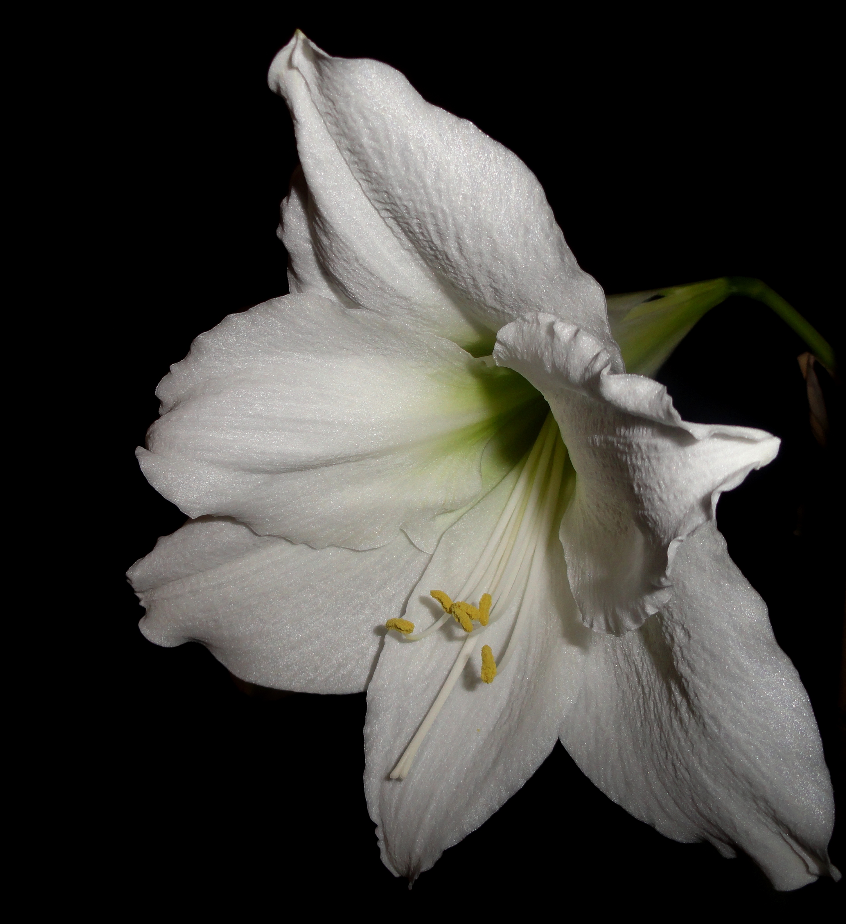 amaryllis-6