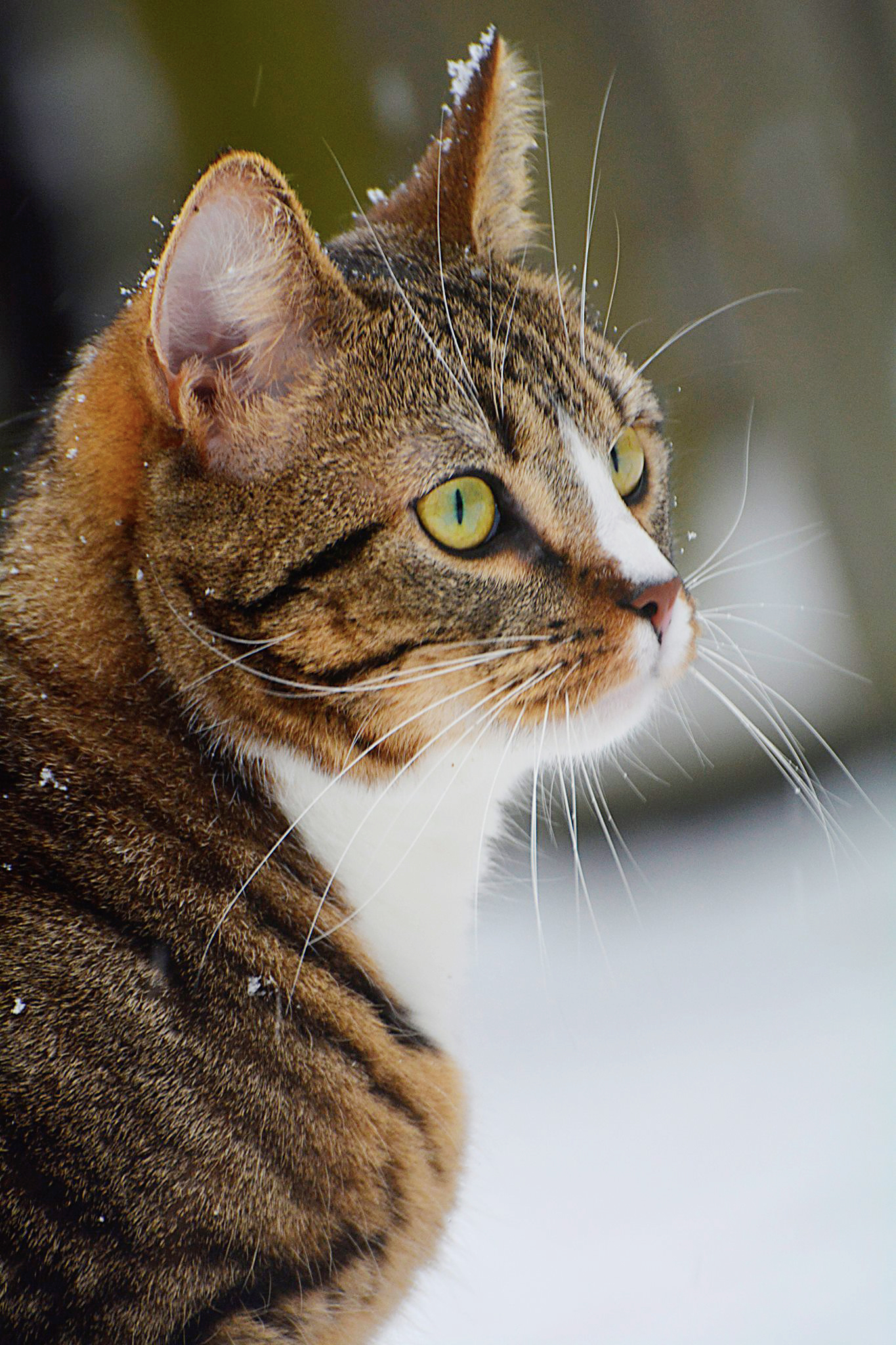 de-wonderlijke-witte-wereld