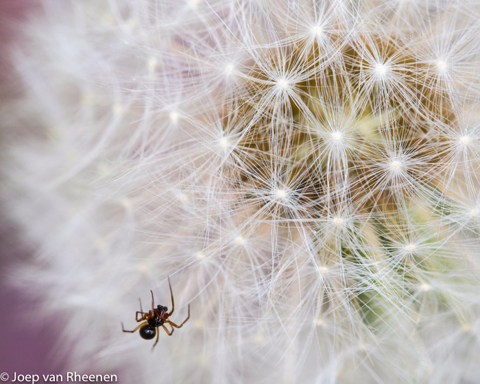 een-spinnetje-op-verkenning-joep-van-rheenen