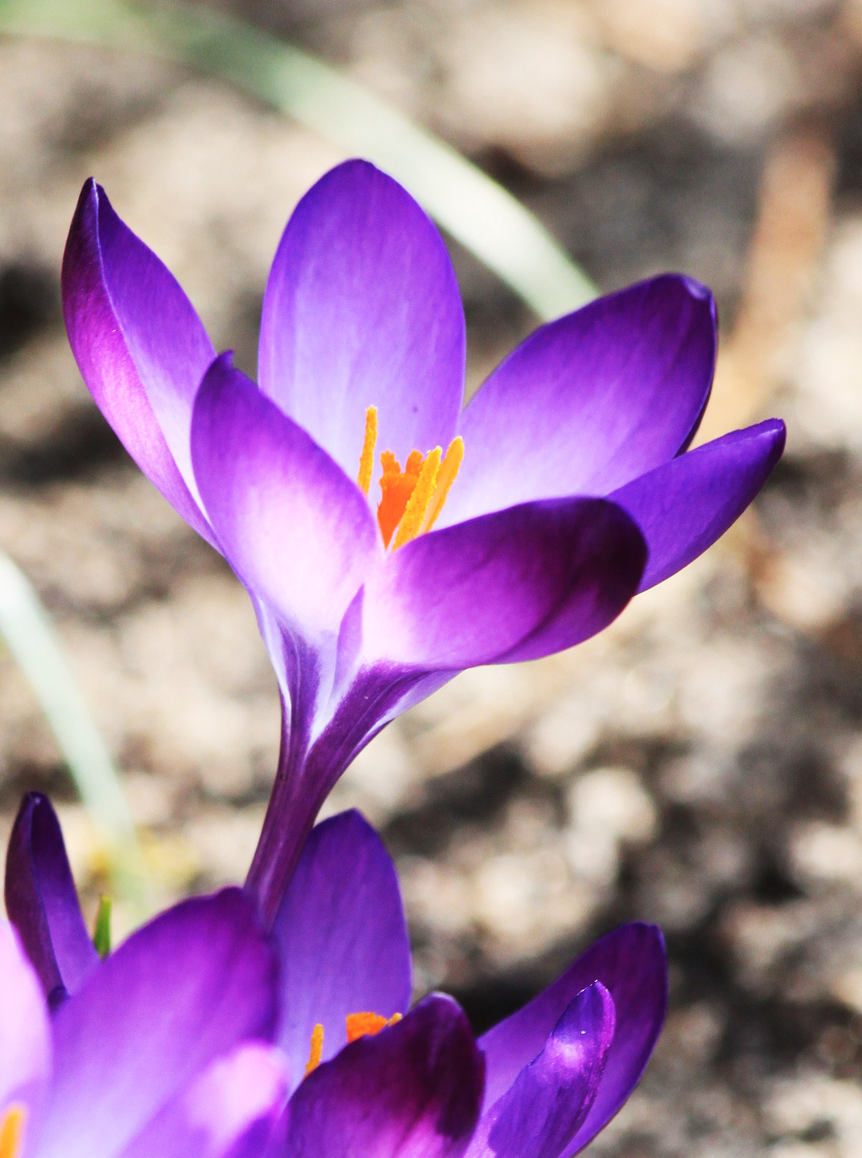 crocus-focus