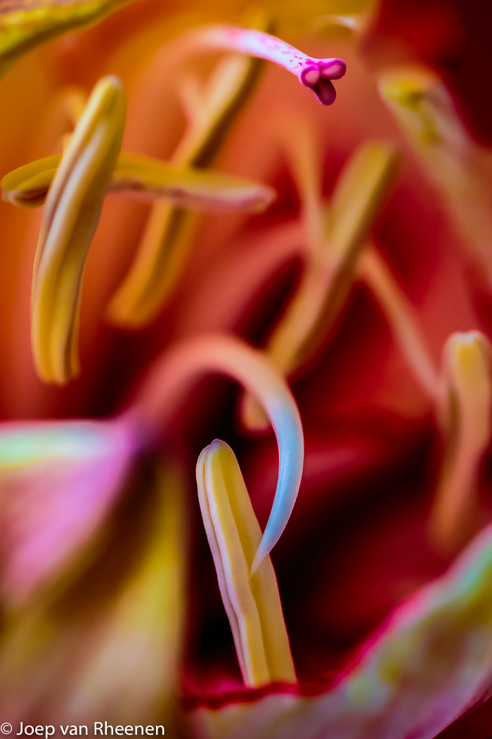 stamper-en-meeldraden-van-een-amarilys