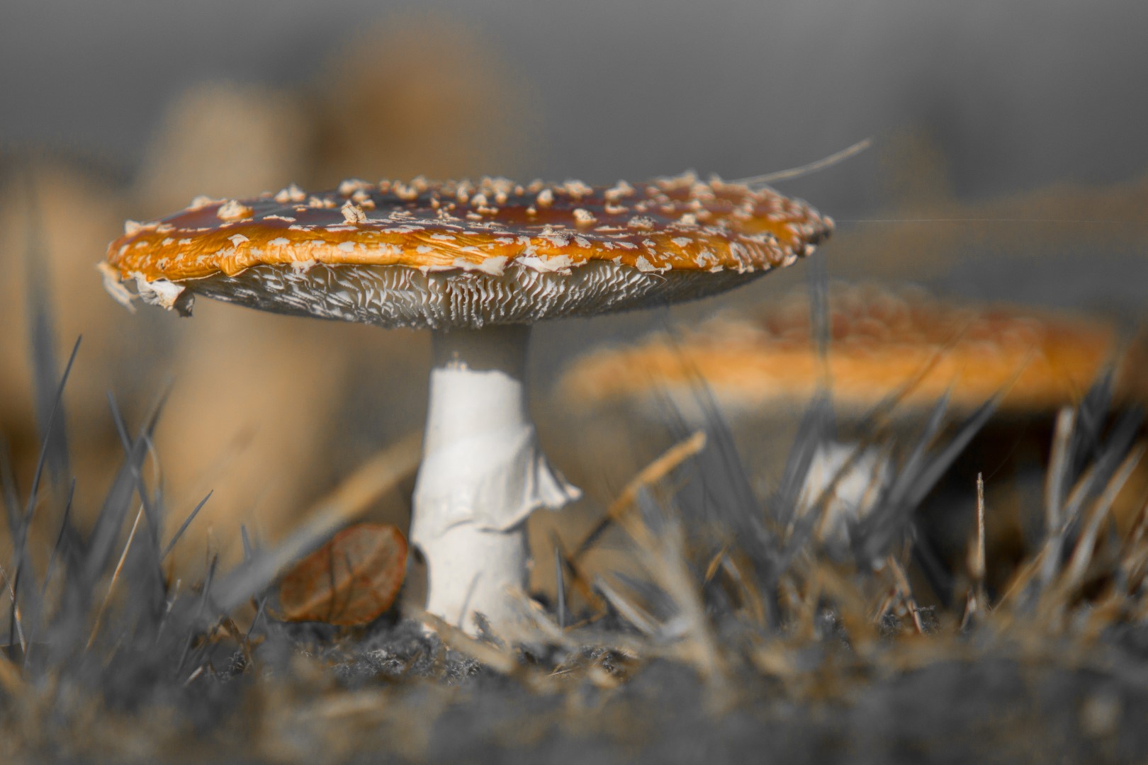 schoonheid-met-een-rokje