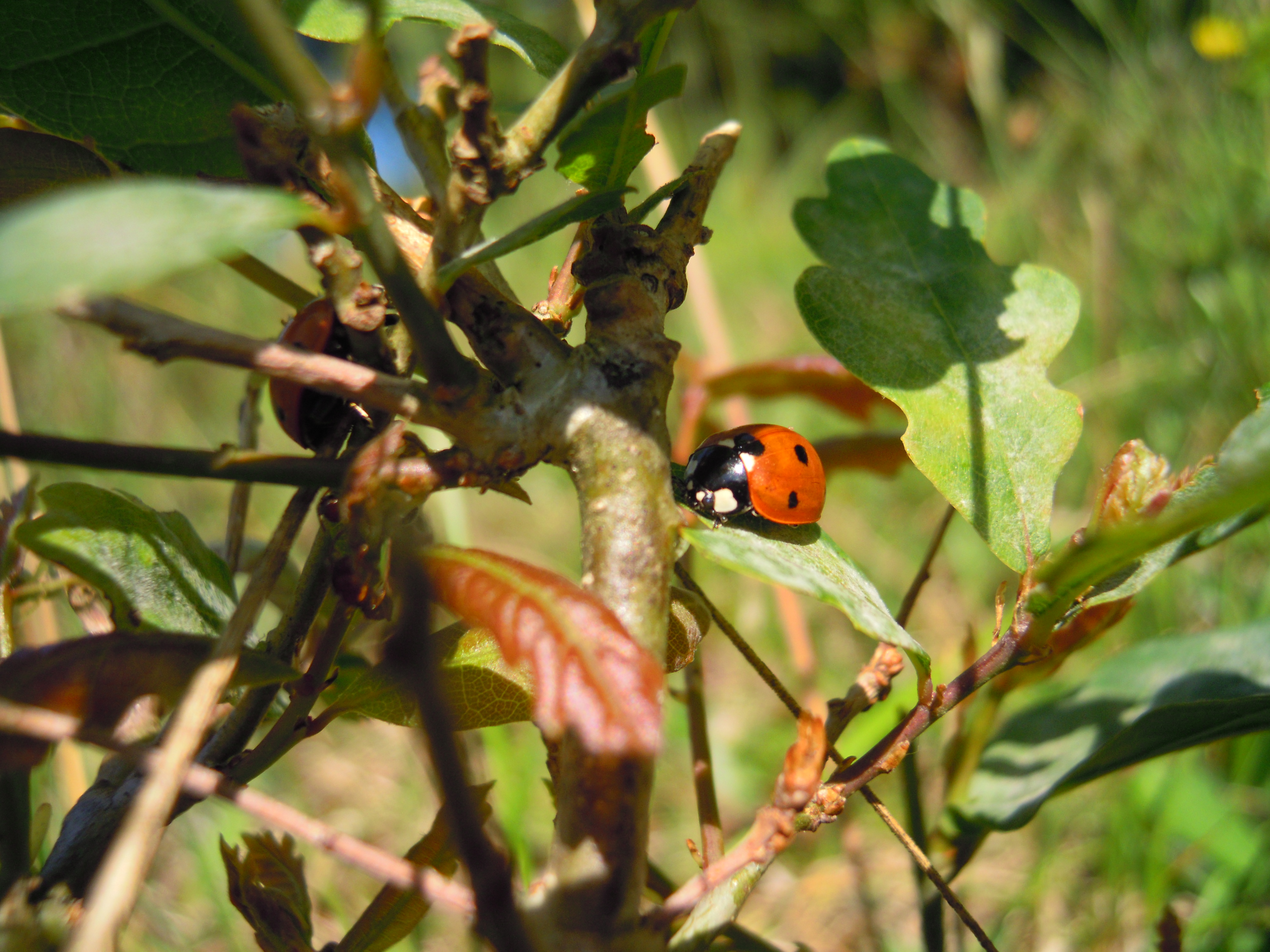 lieveheerstbeestjes-0