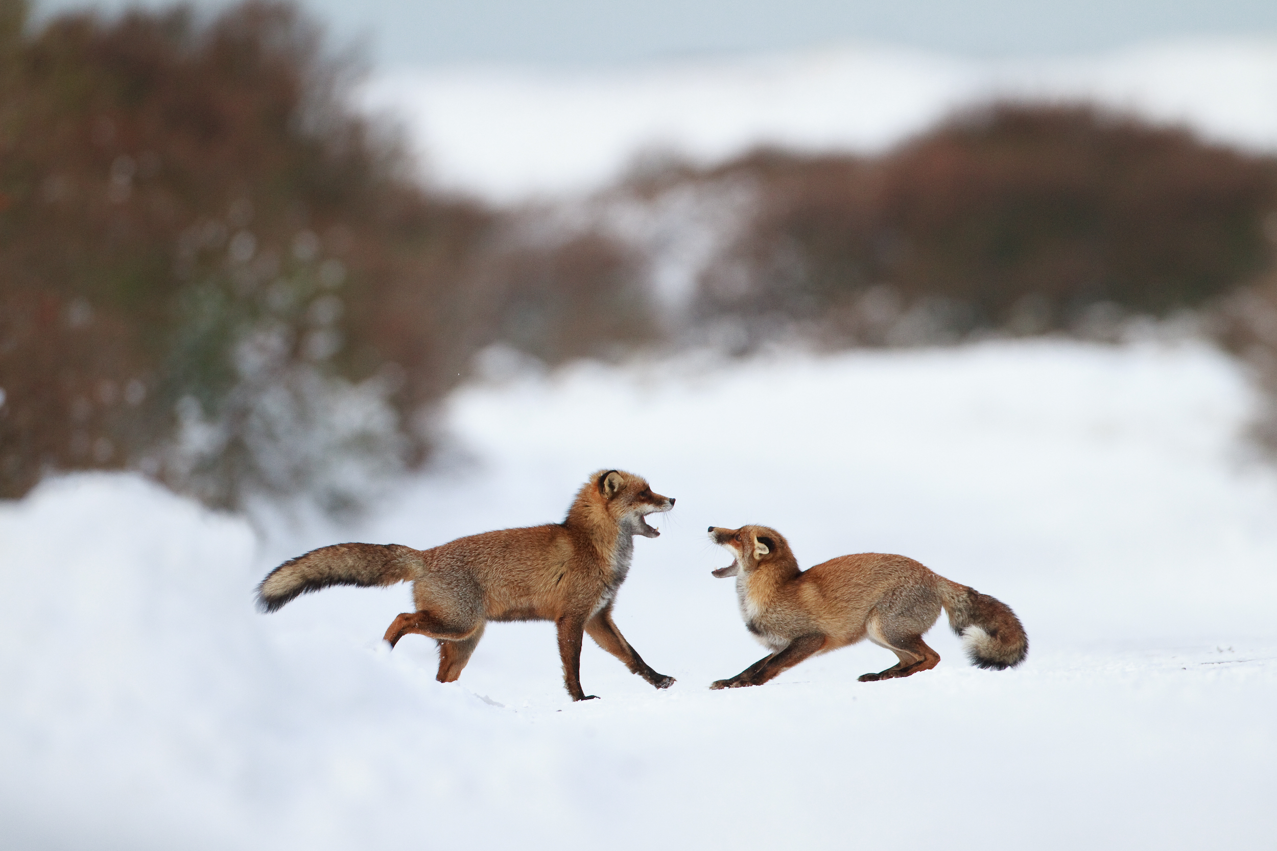 fighting-foxes