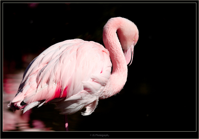 flamingo-7
