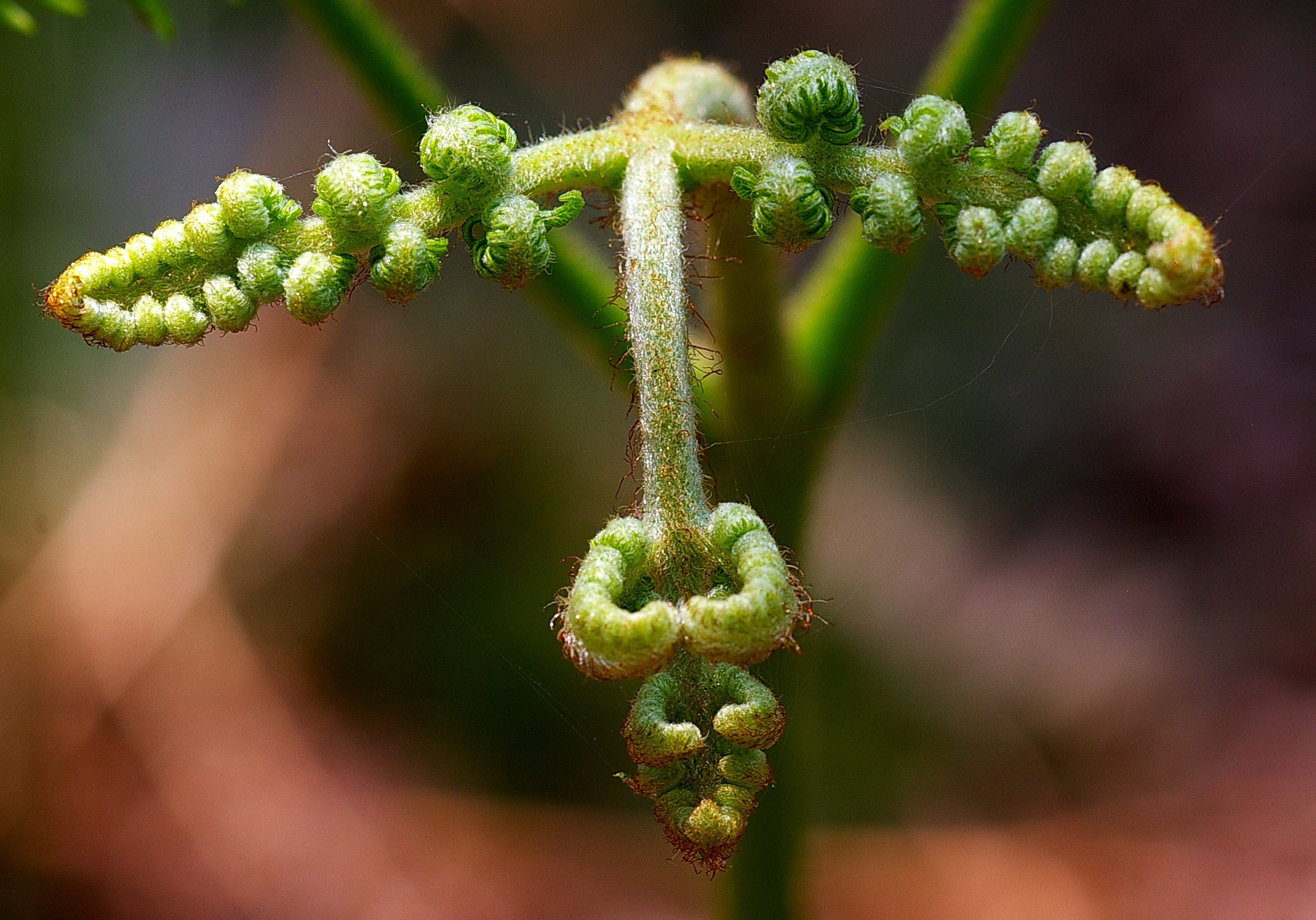 ontluikende-koningsvaren