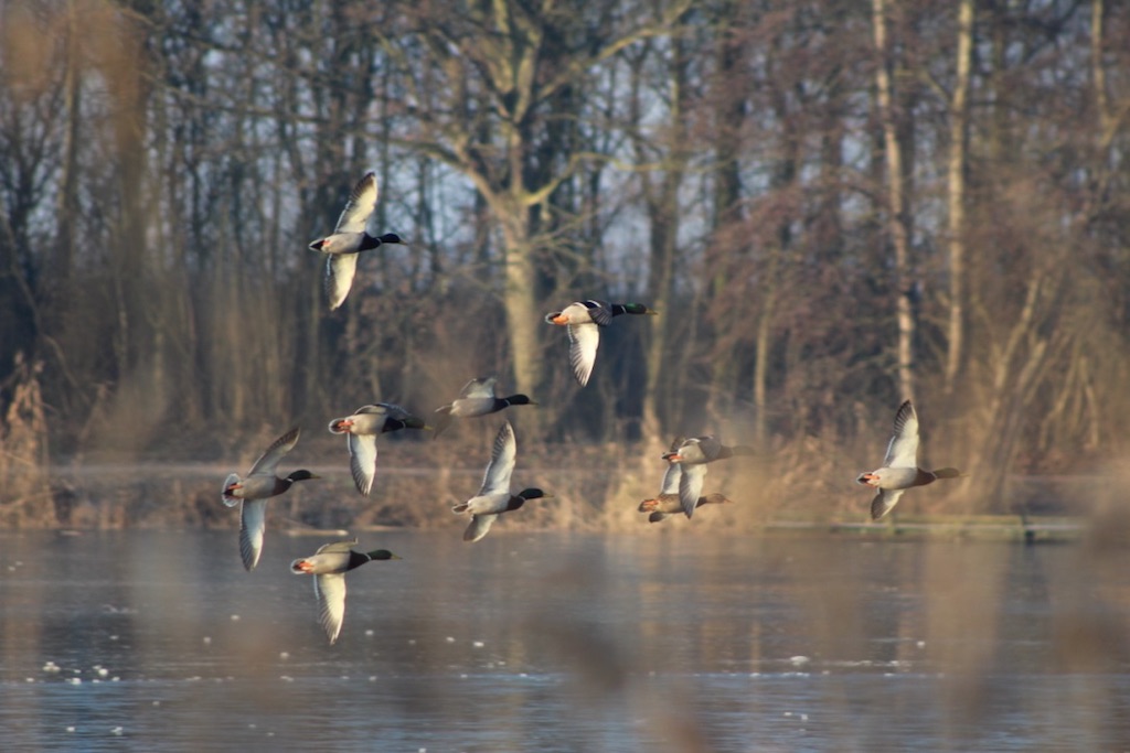 eenden-in-vlucht