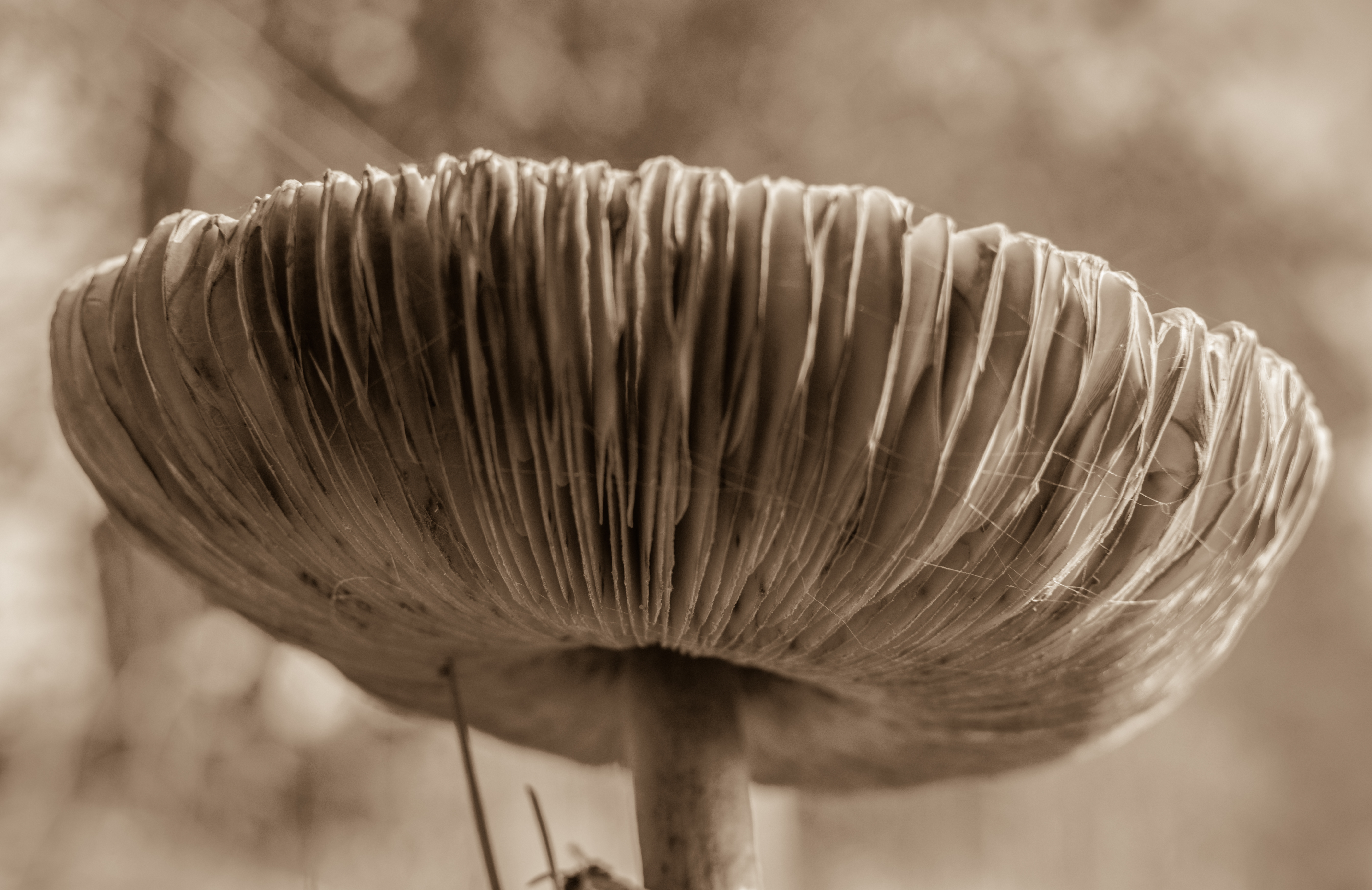 paddenstoel-op-texel-in-het-najaar