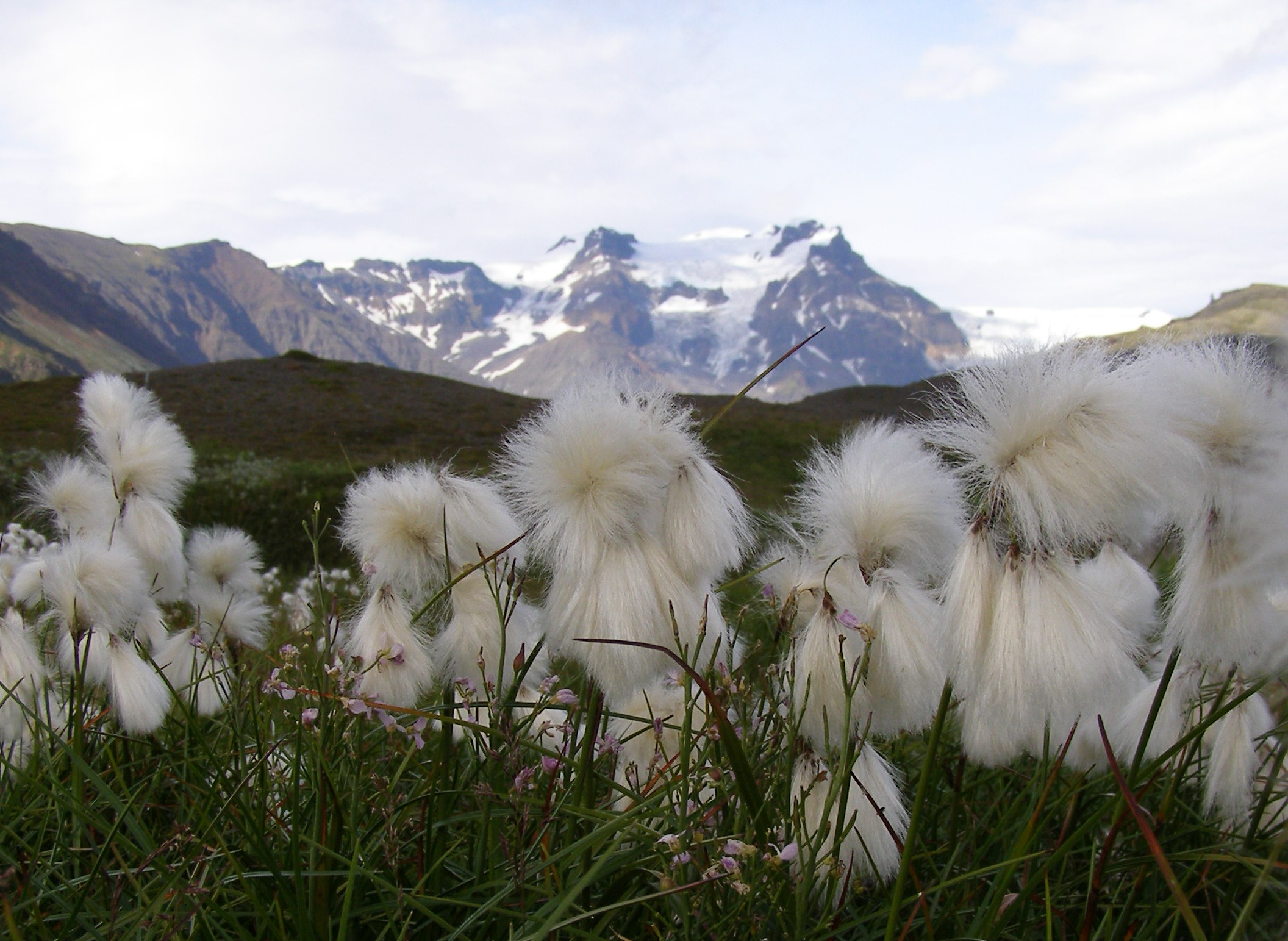 wollegras-ijsland