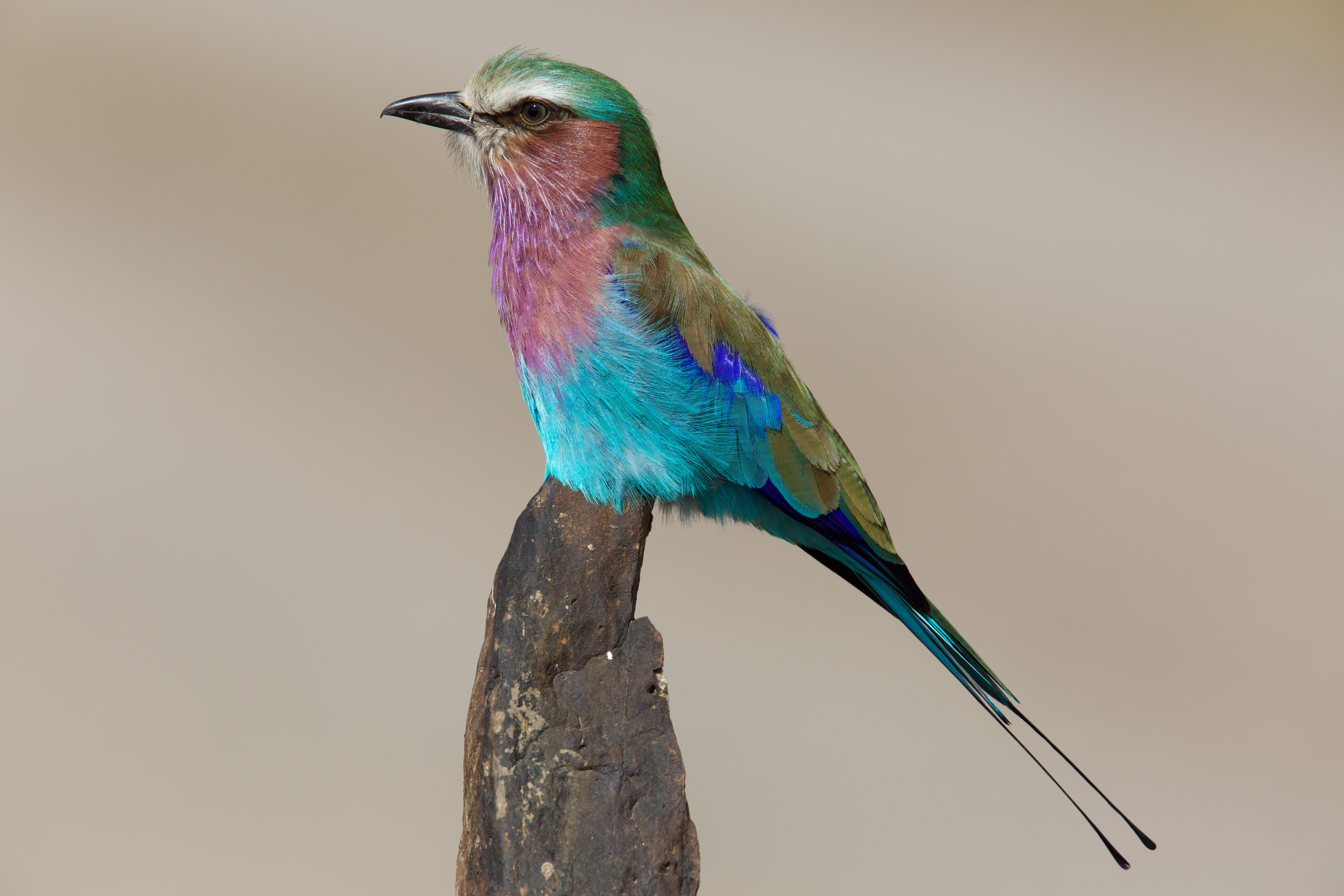 lilac-breasted-roller