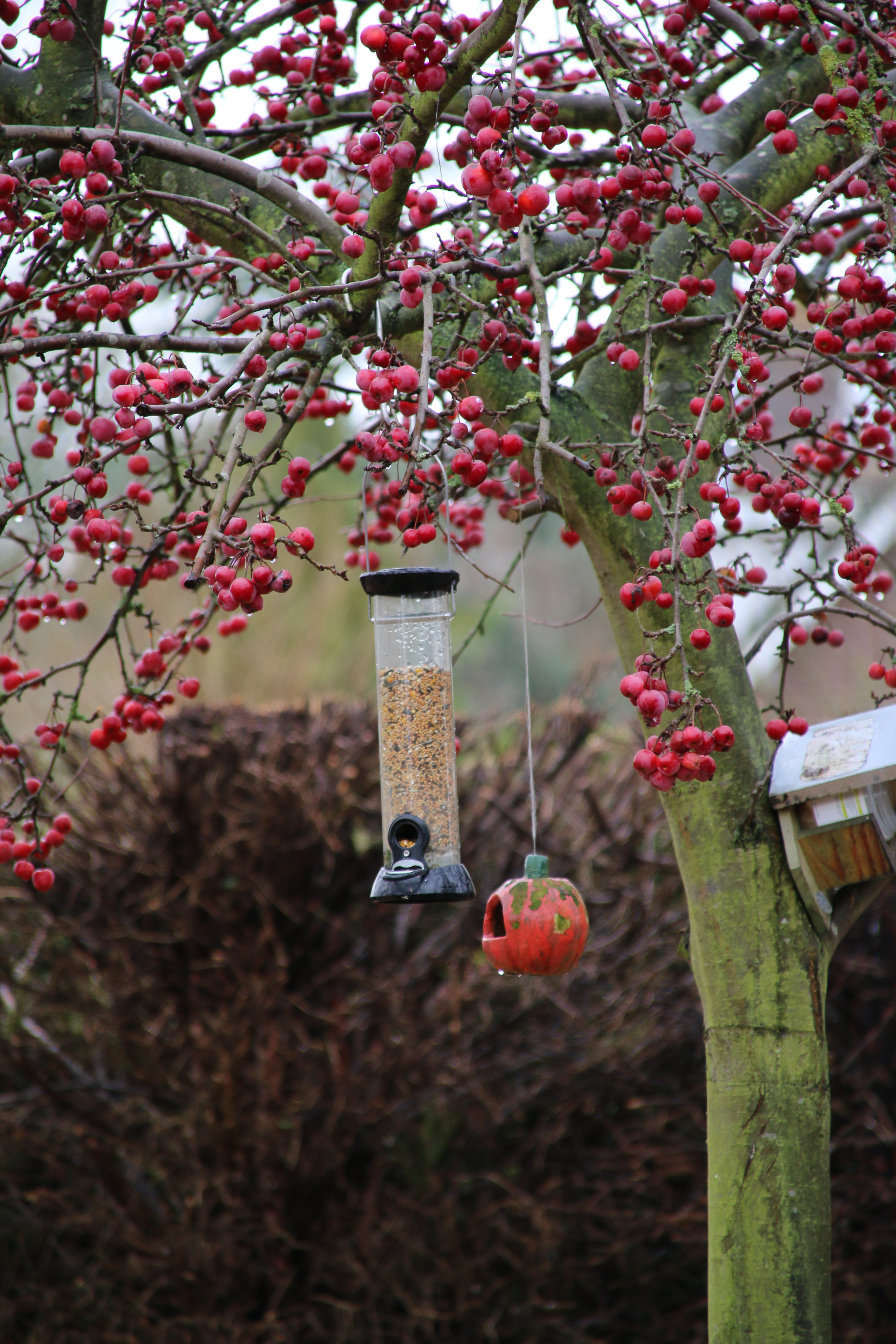 feeding-the-little-birdies