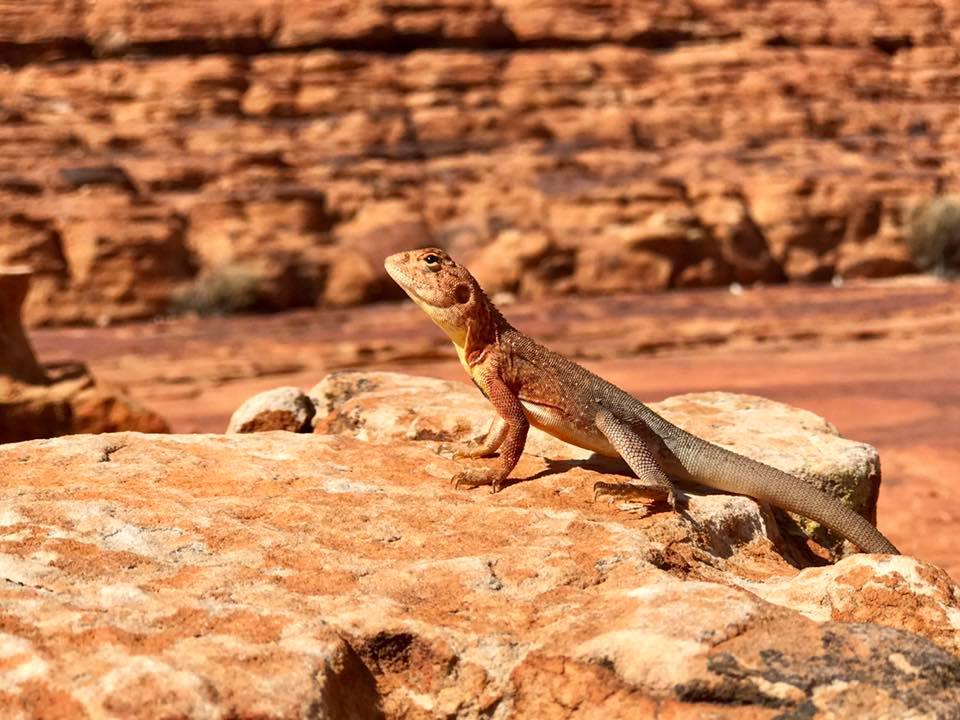 backpacking-trip-outback-australia