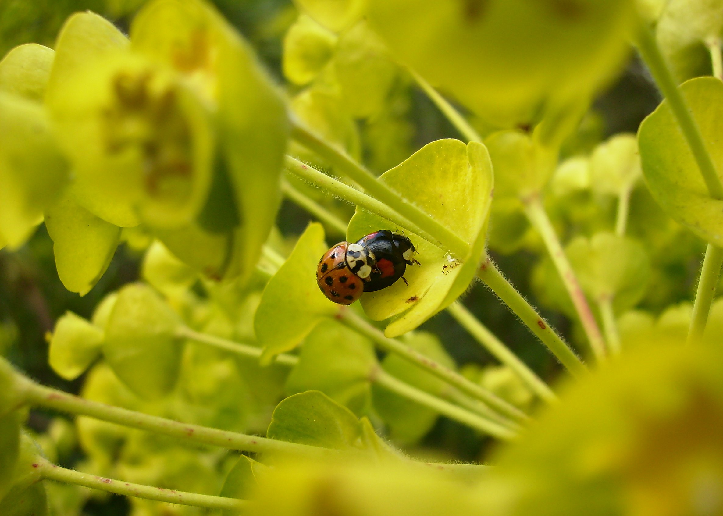 love-is-in-the-air-12