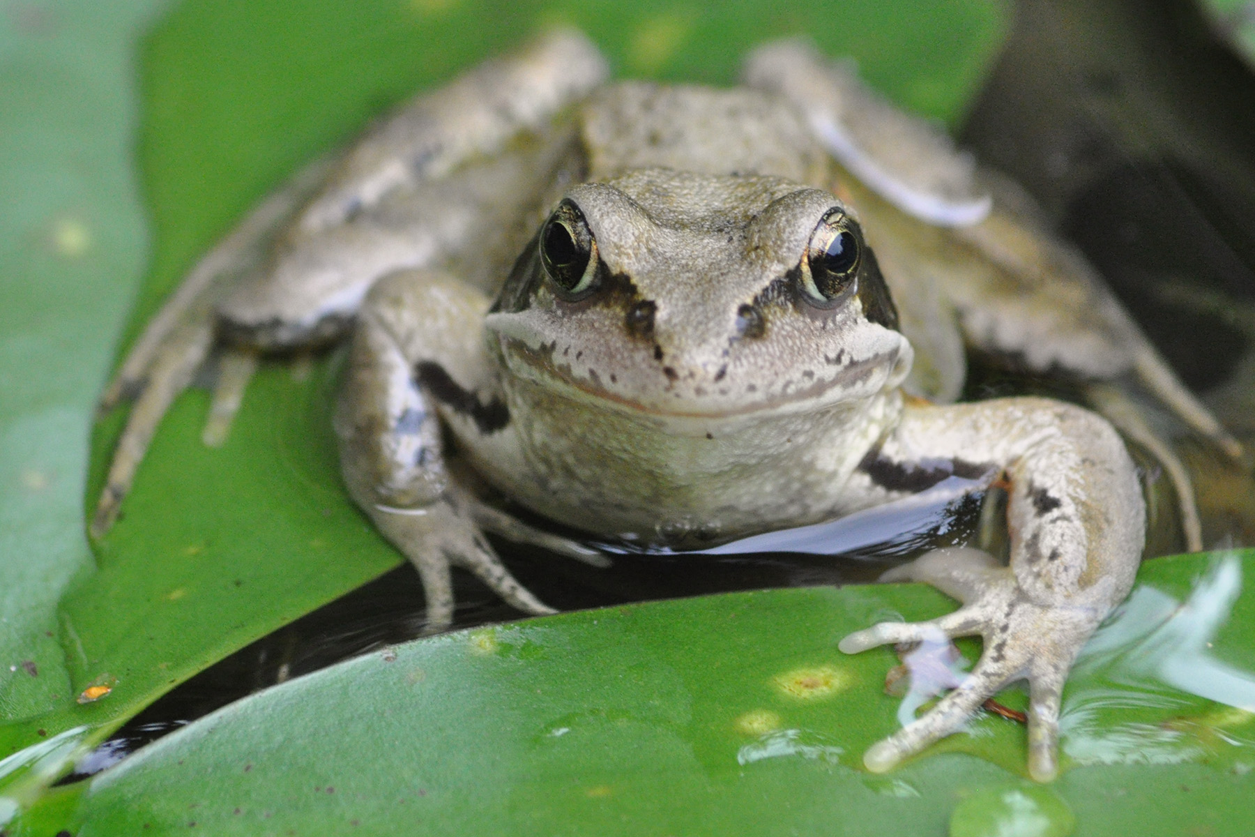 bruine-kikker-in-zijn-vijver-10-september-2010