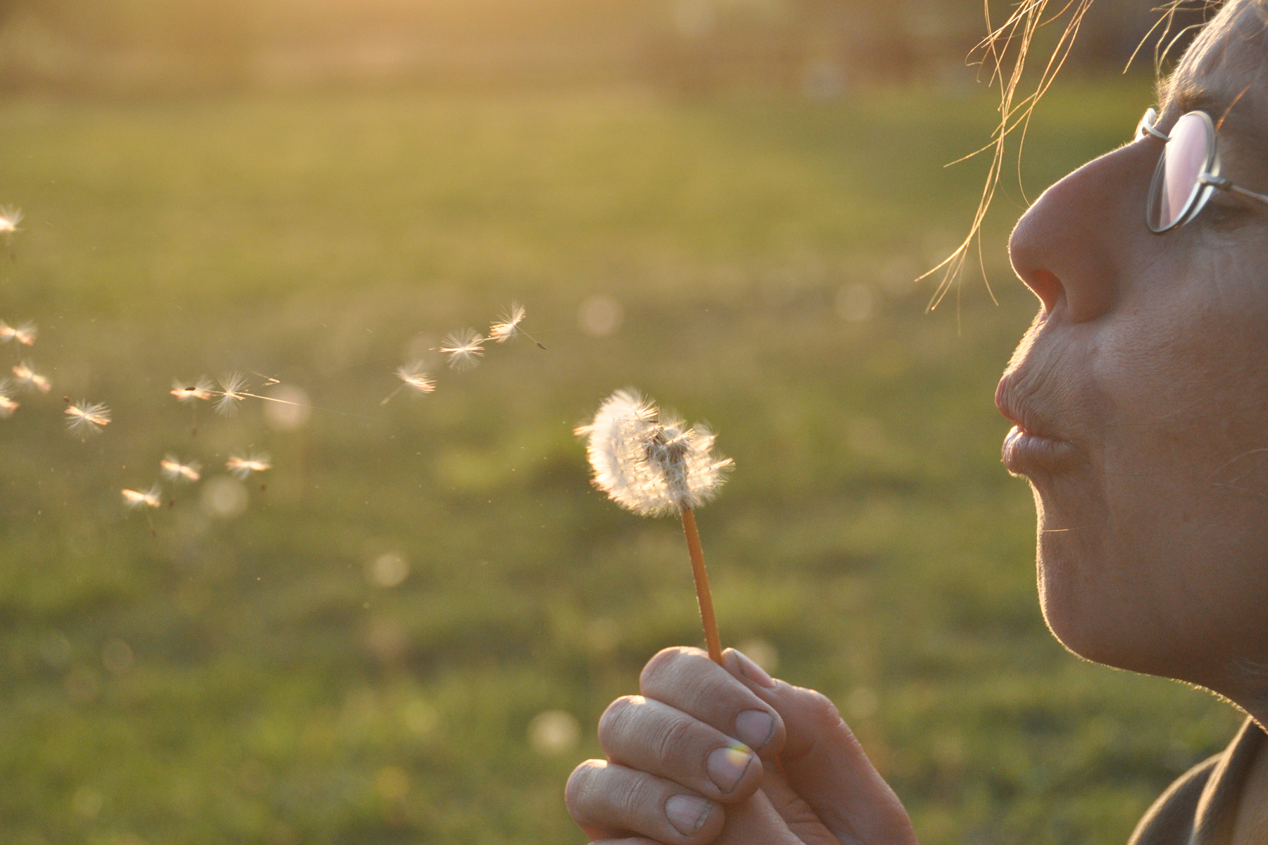paardebloem-in-avondzon