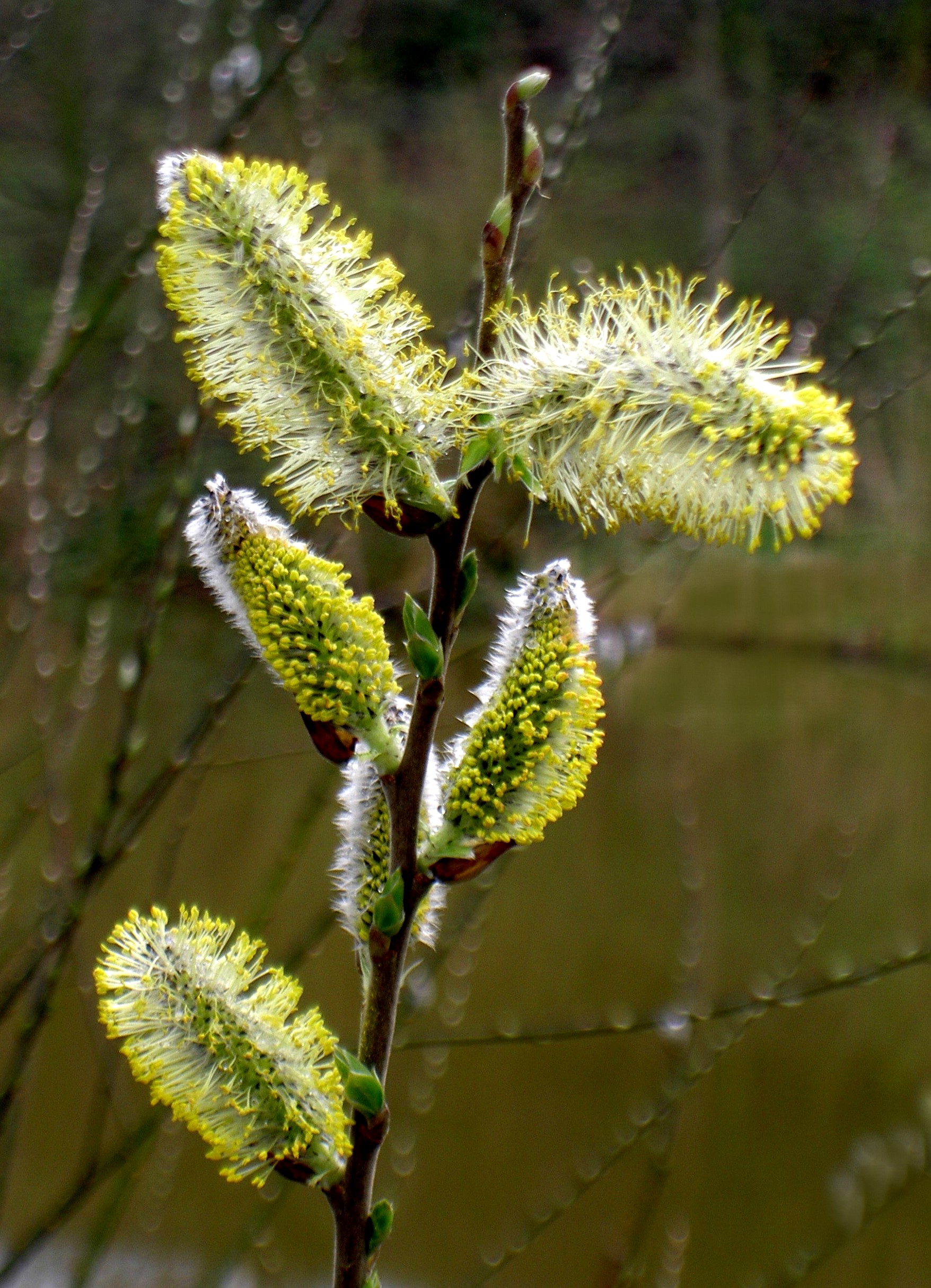 spring-is-in-the-air-10