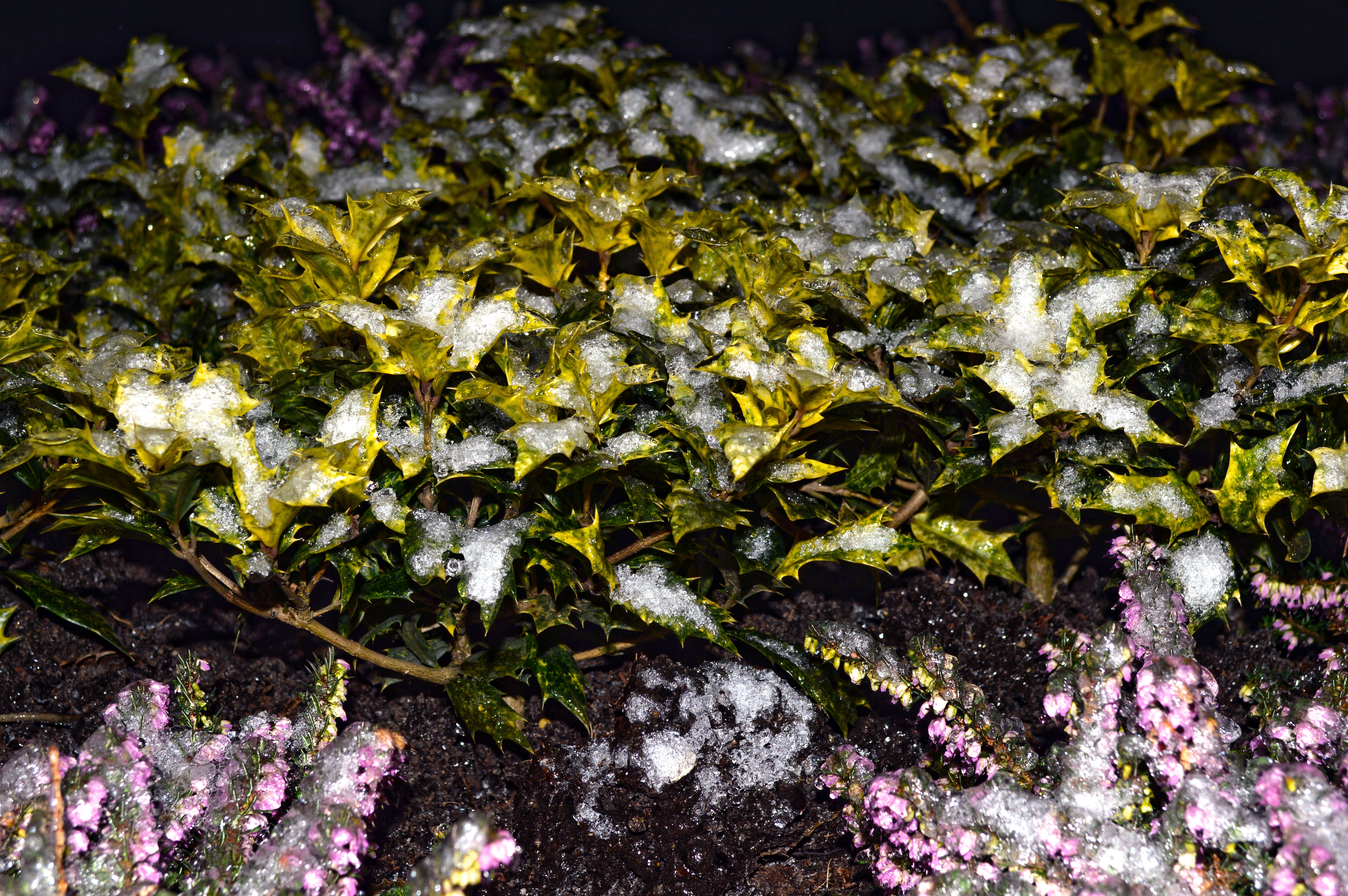 winter-wonder-plants