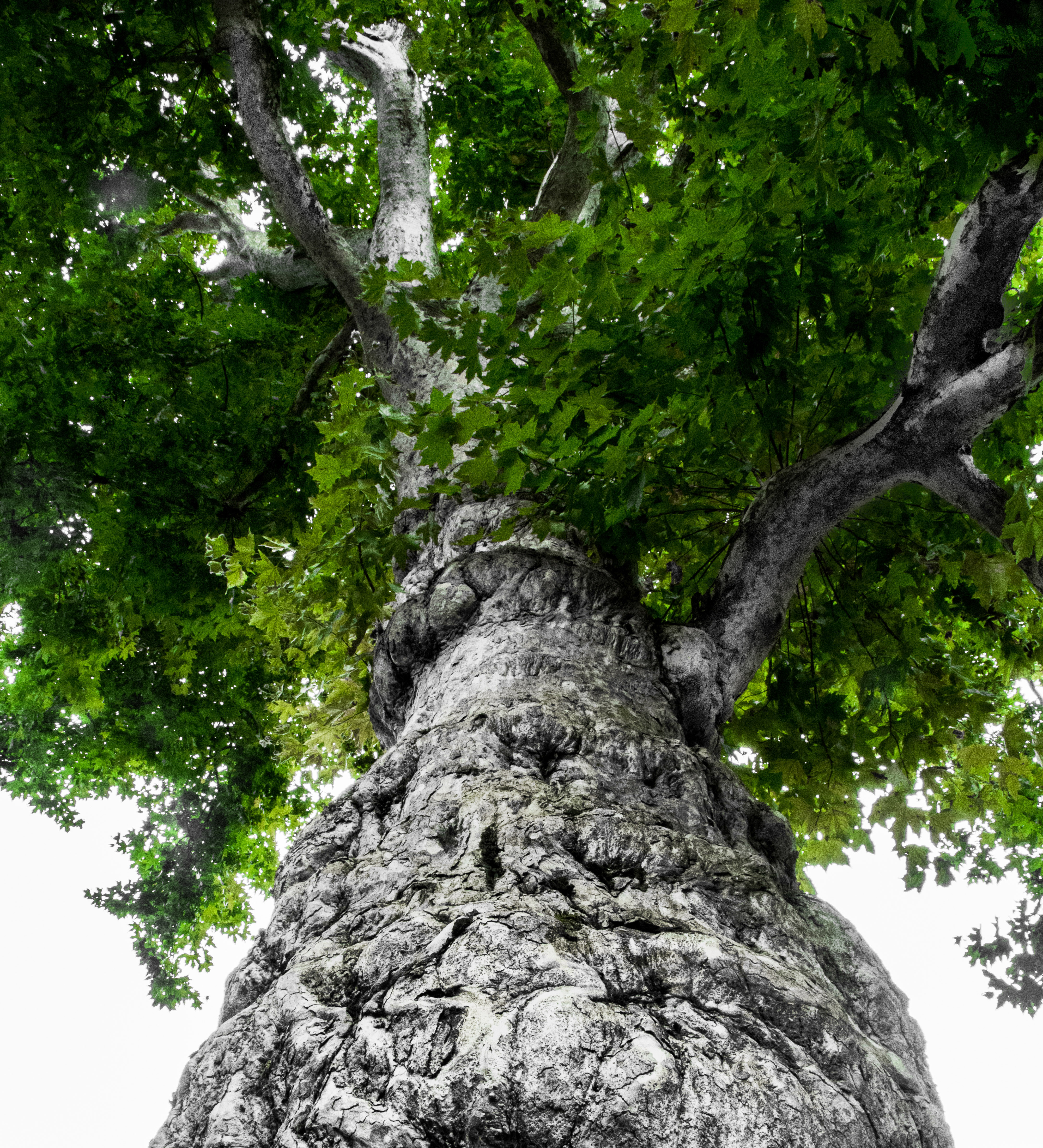 binnenstad-utrecht-boom-150-jaar-mariakerk