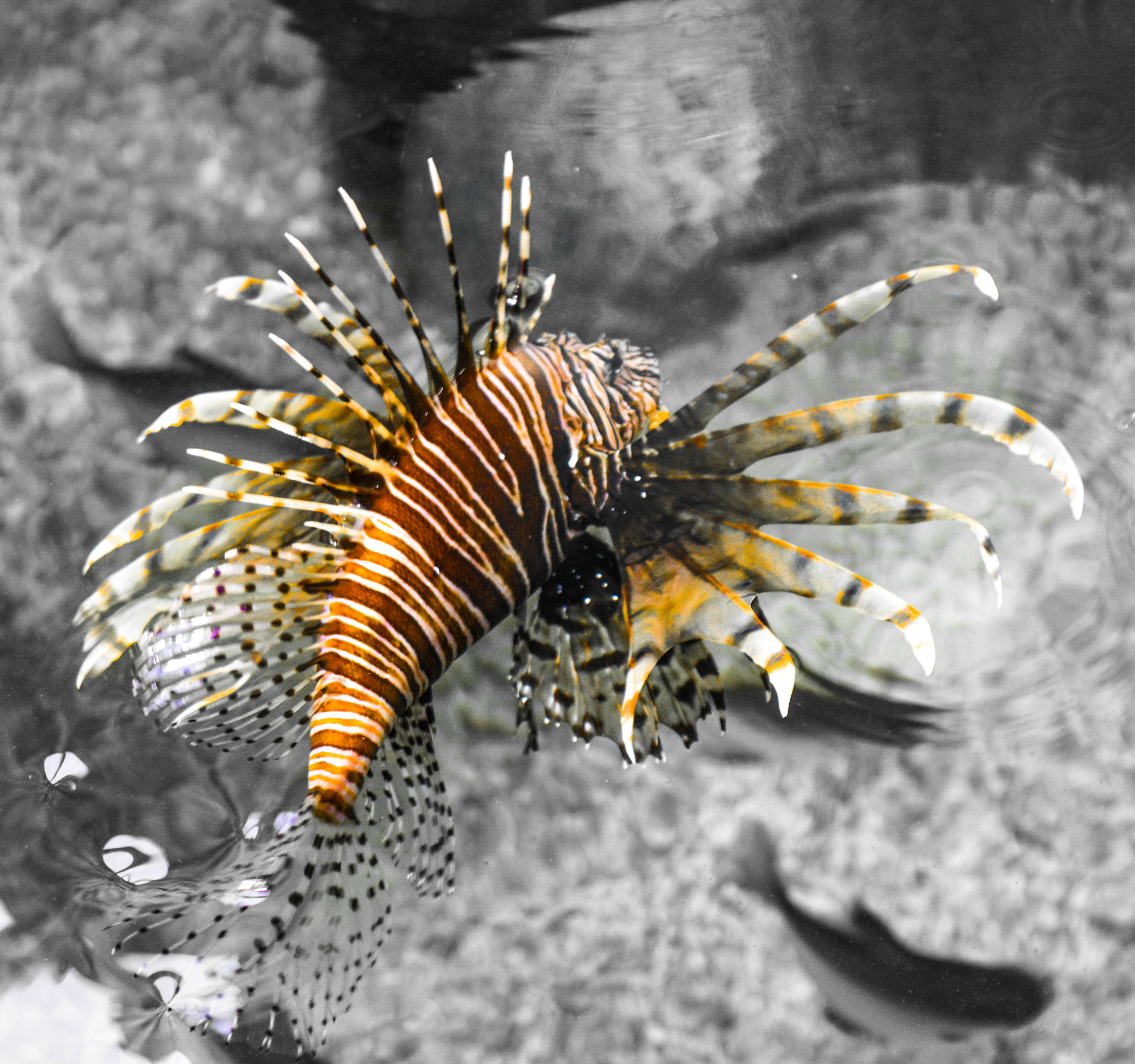 zeeduivel-centerparcs-nijmegen