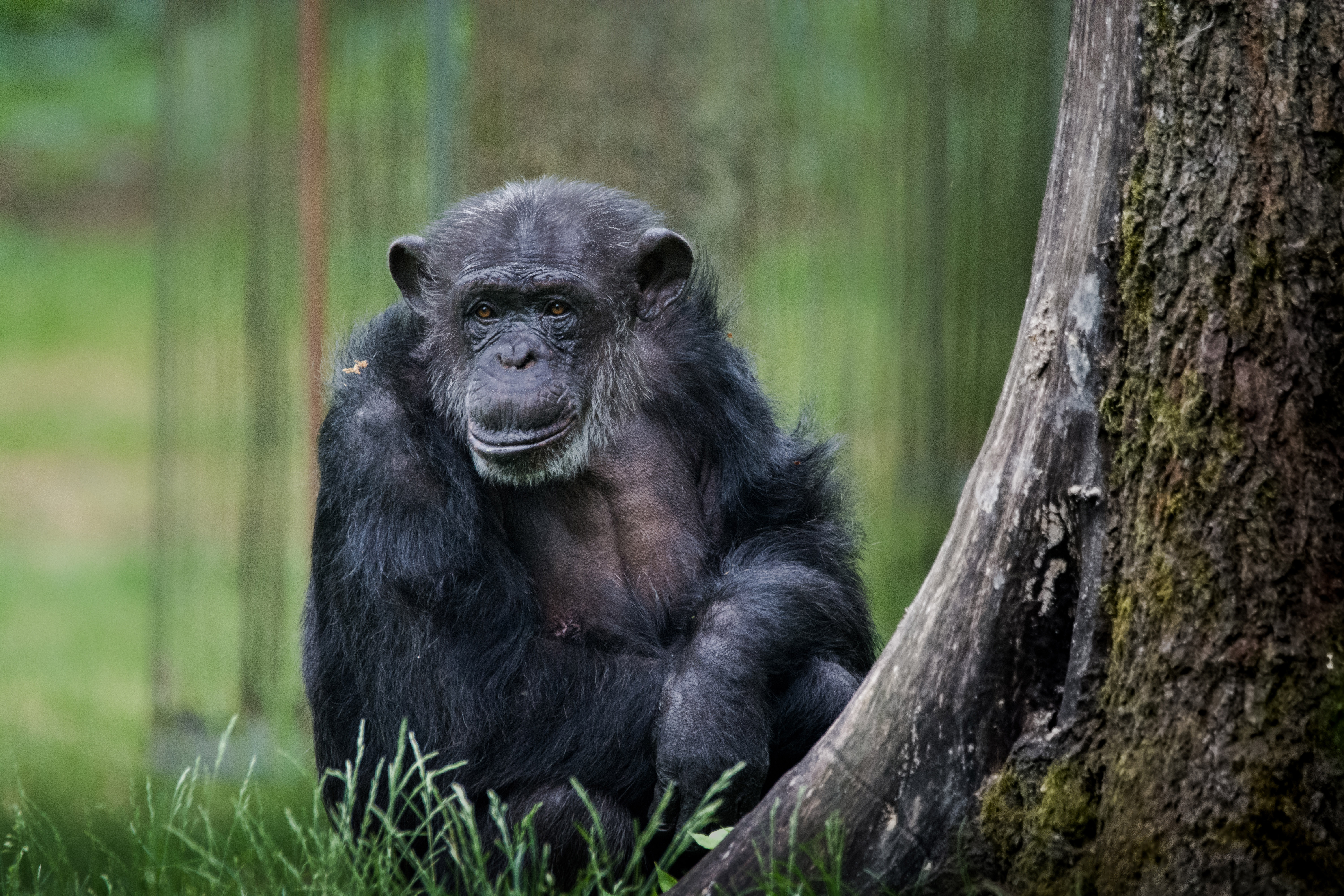 chimp-burgers-zoo-arnhem-0