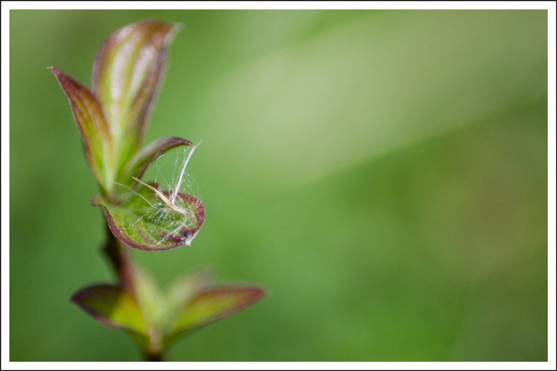 the-flowers-and-the-seeds