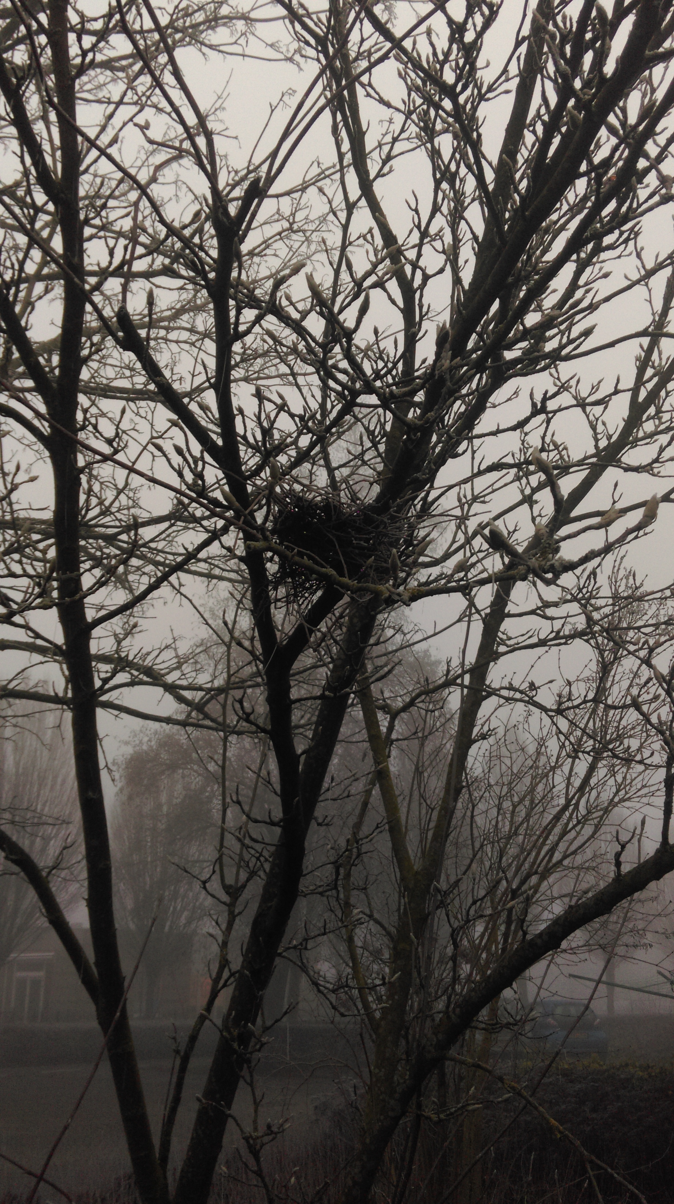 wachtend-op-het-voorjaar