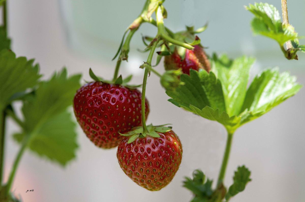 de-doodgewone-aardbei