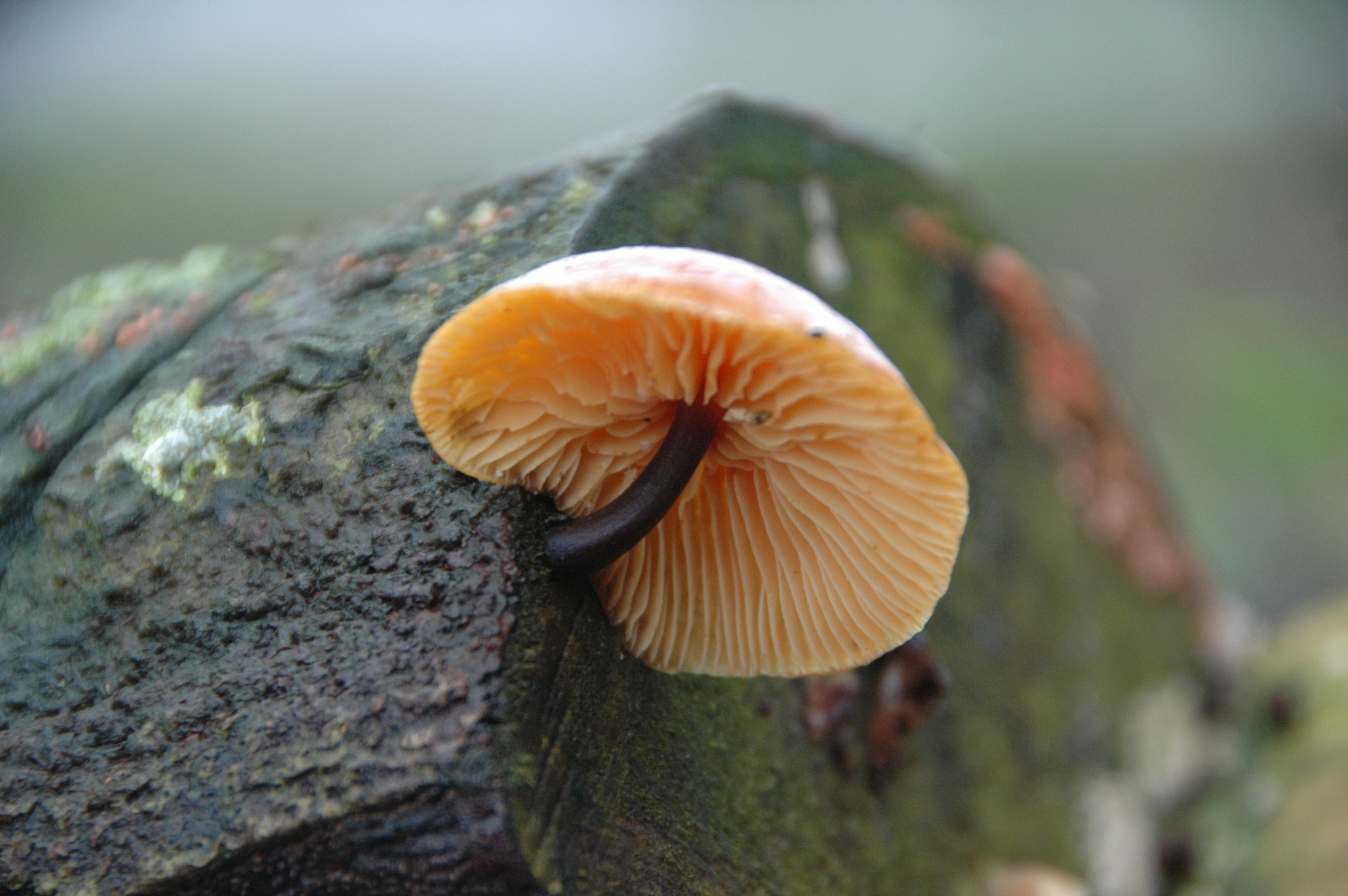 architectuur-van-de-natuur