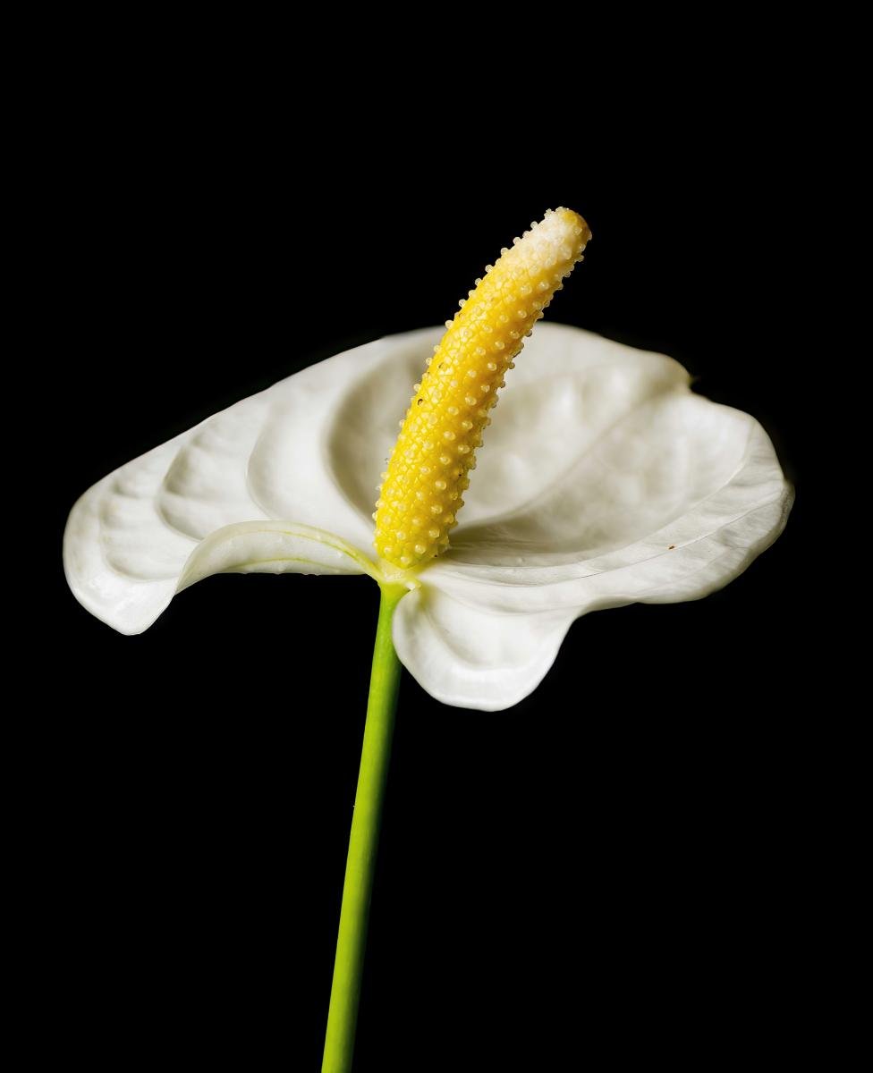 de-anthurium-bloem