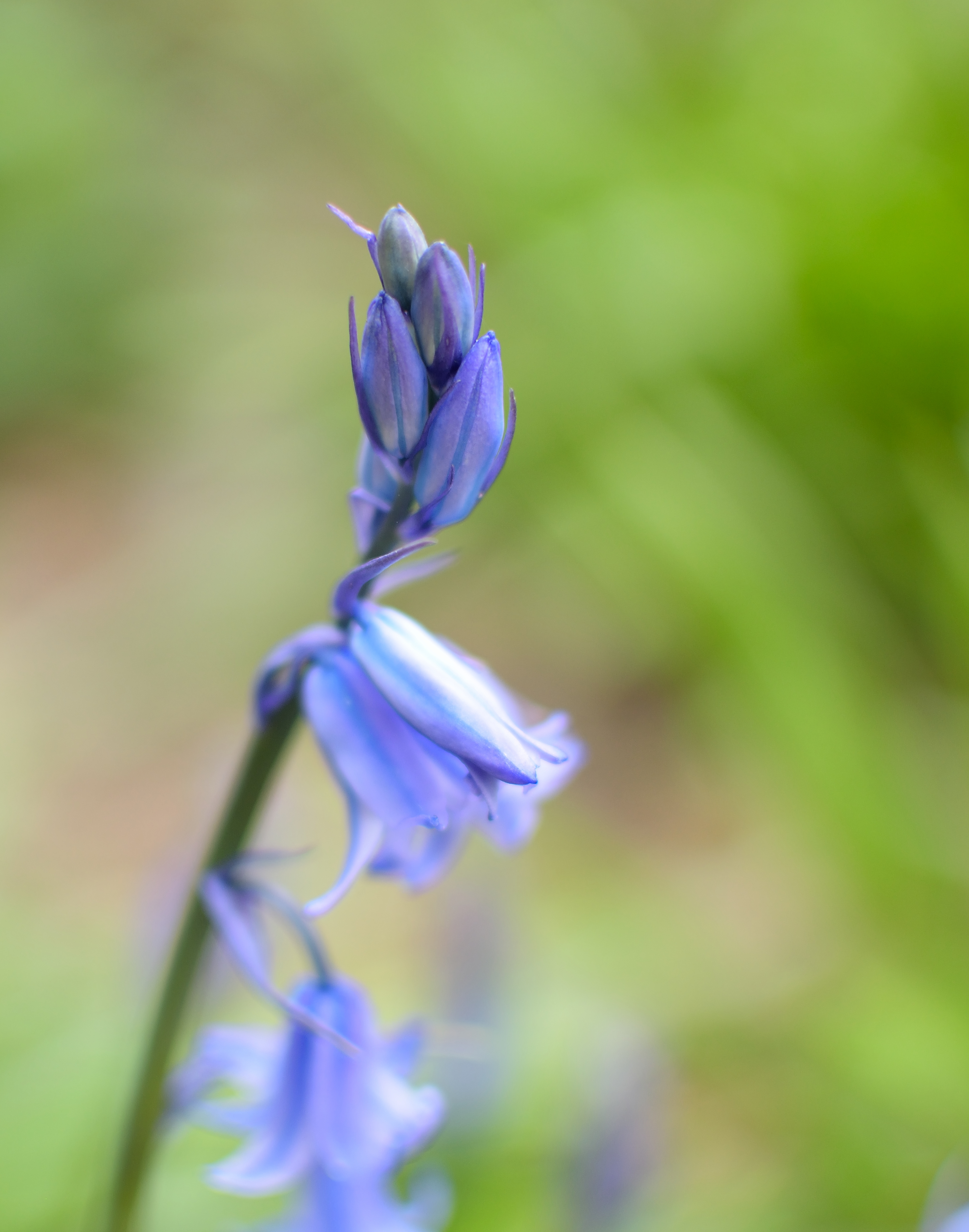 mystic-blue-bells