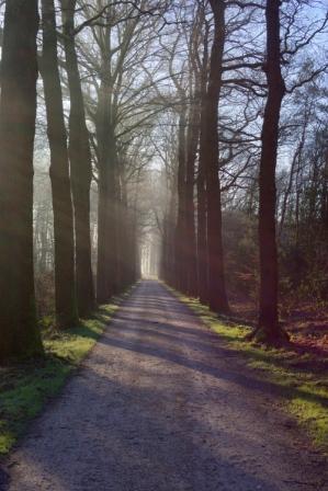 een-zonnige-laan-over-een-landgoed