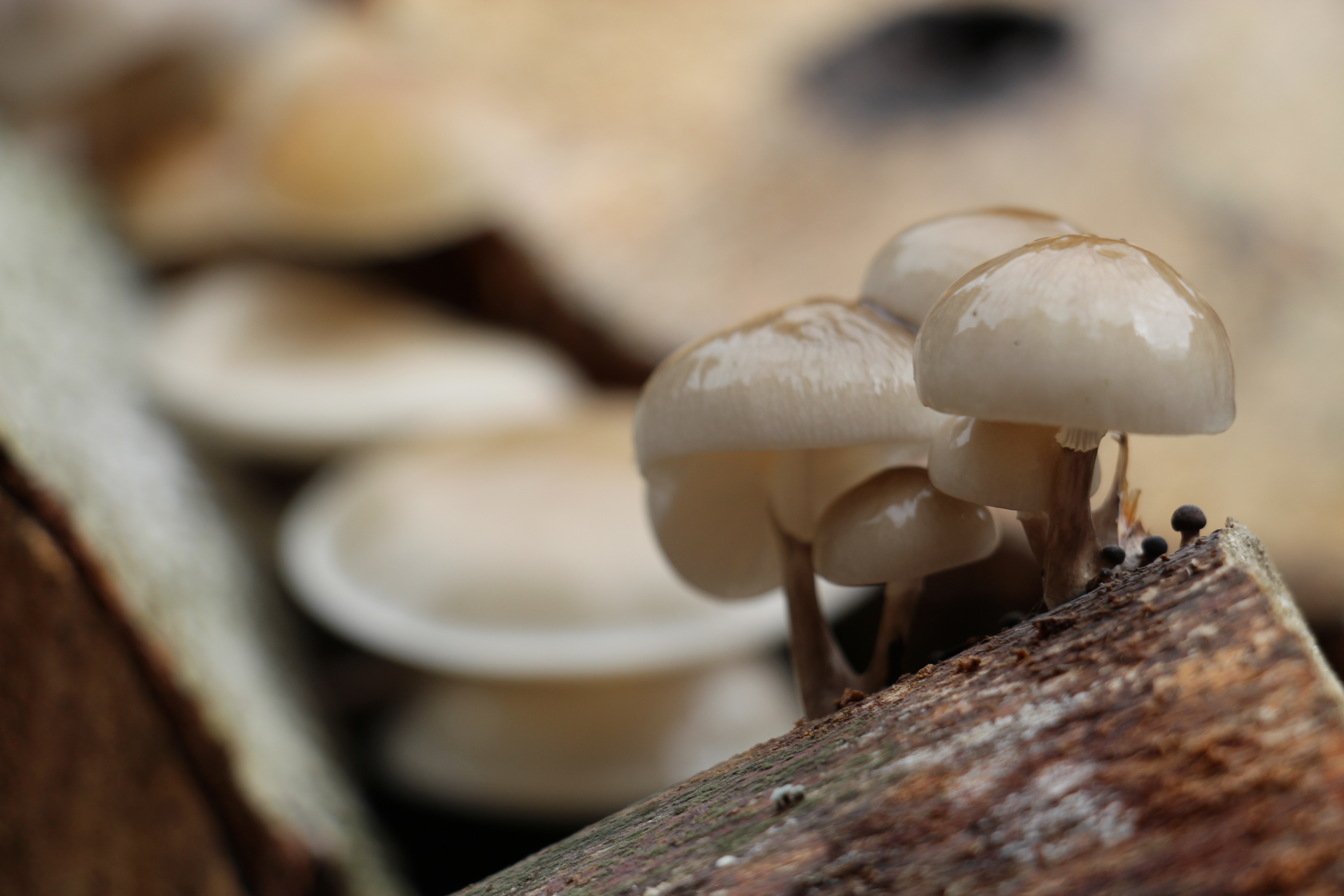 glimmende-paddestoelen