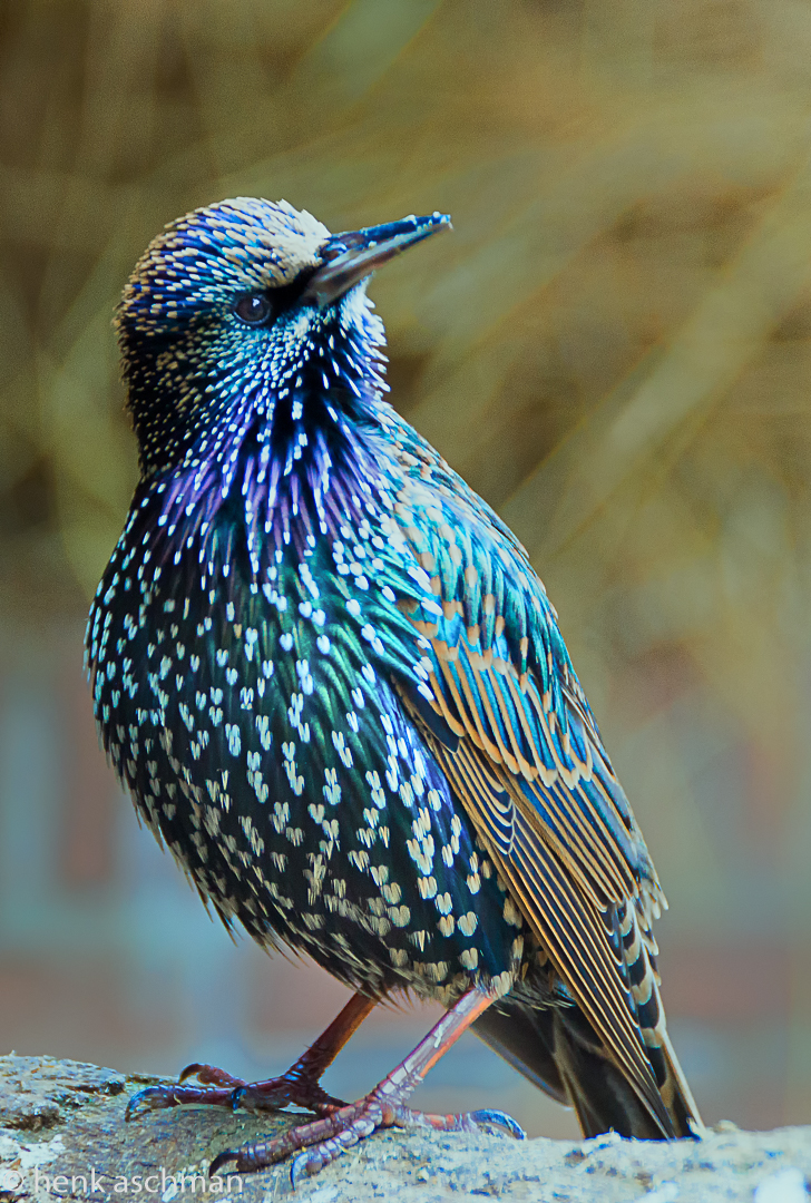 maar-een-gewone-spreeuw