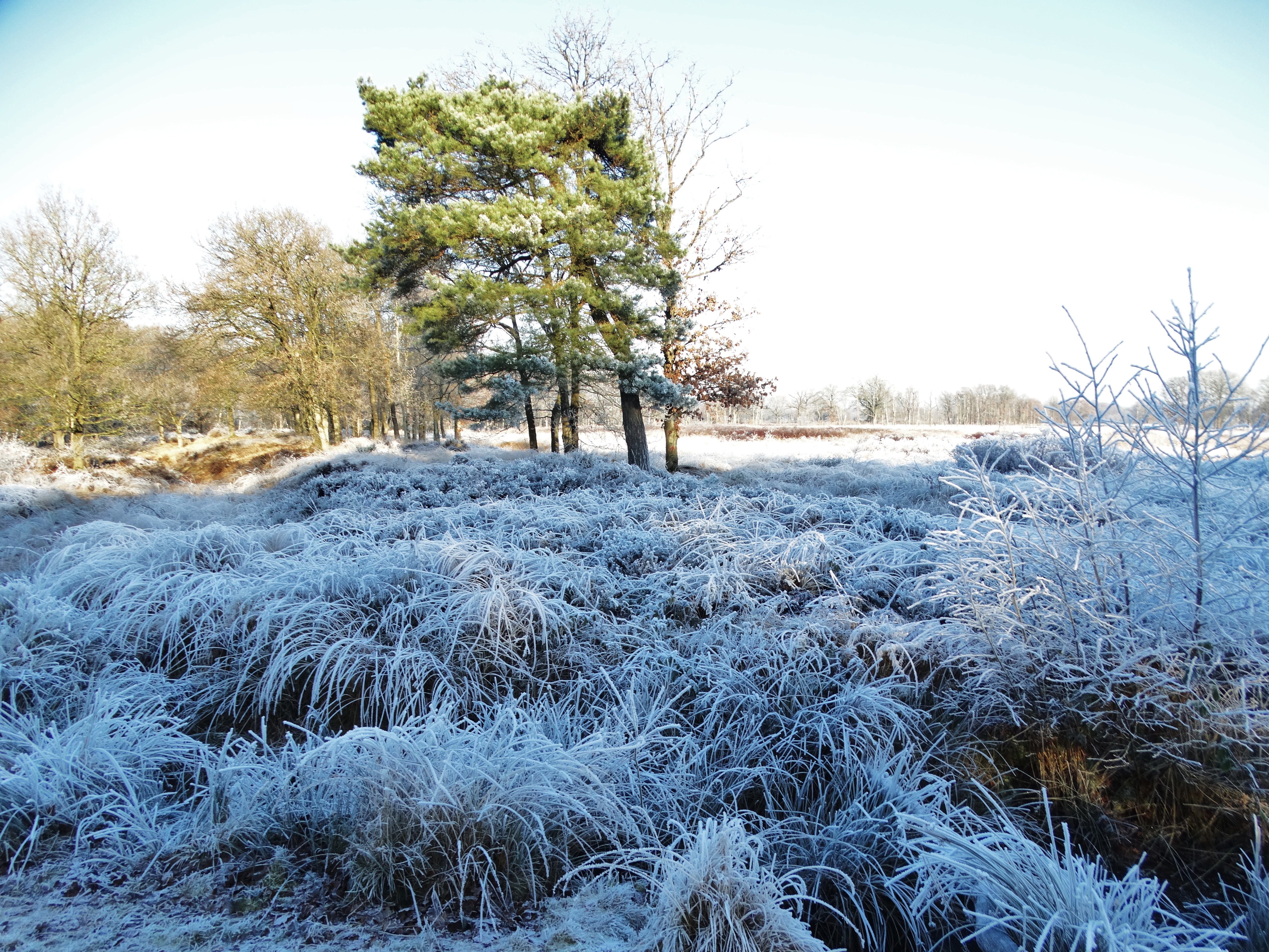 berijpte-natuur-appelbergen-te-glimmen