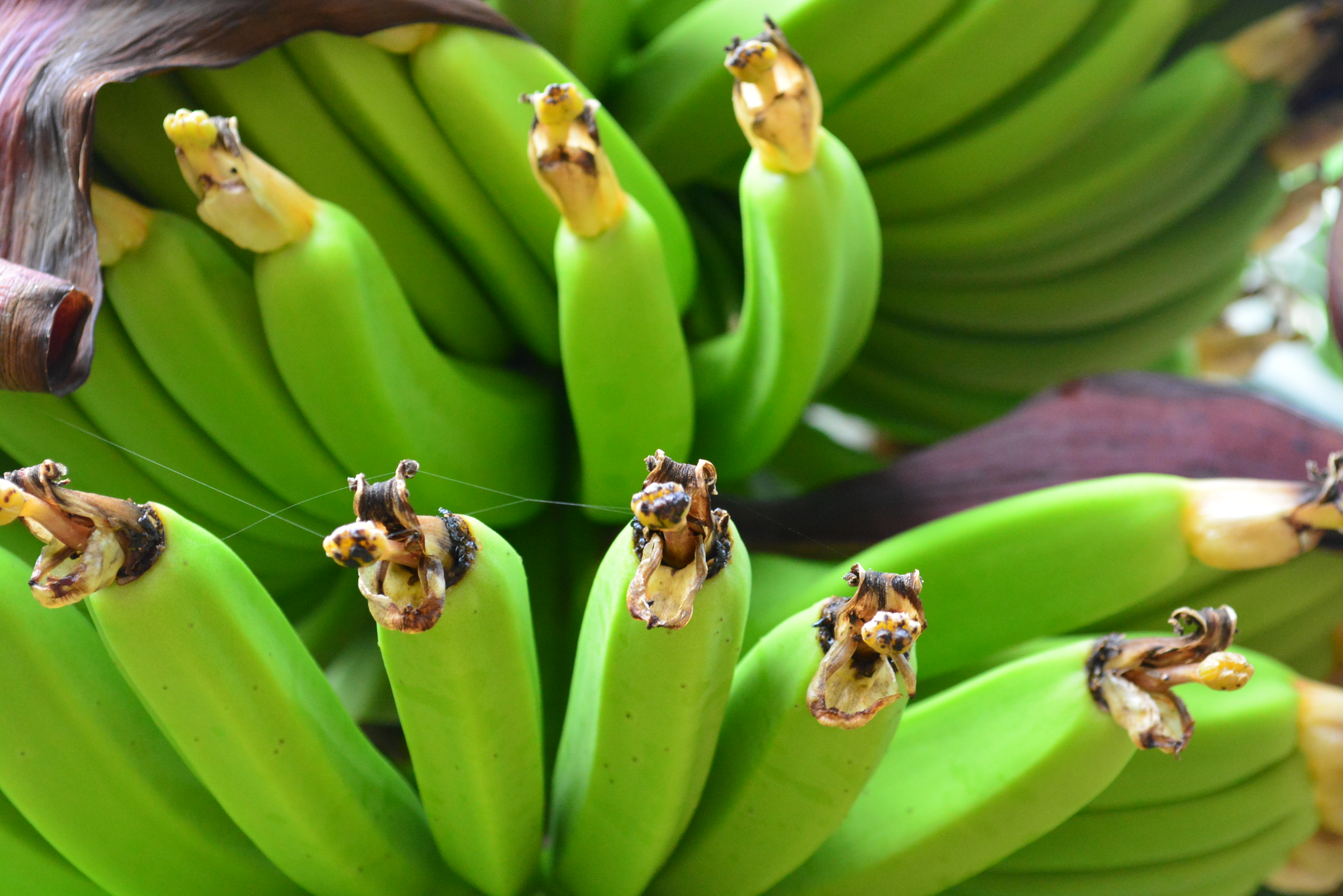 bananenplantage