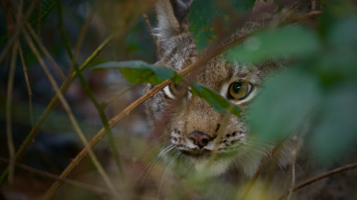 lynx-on-the-alert