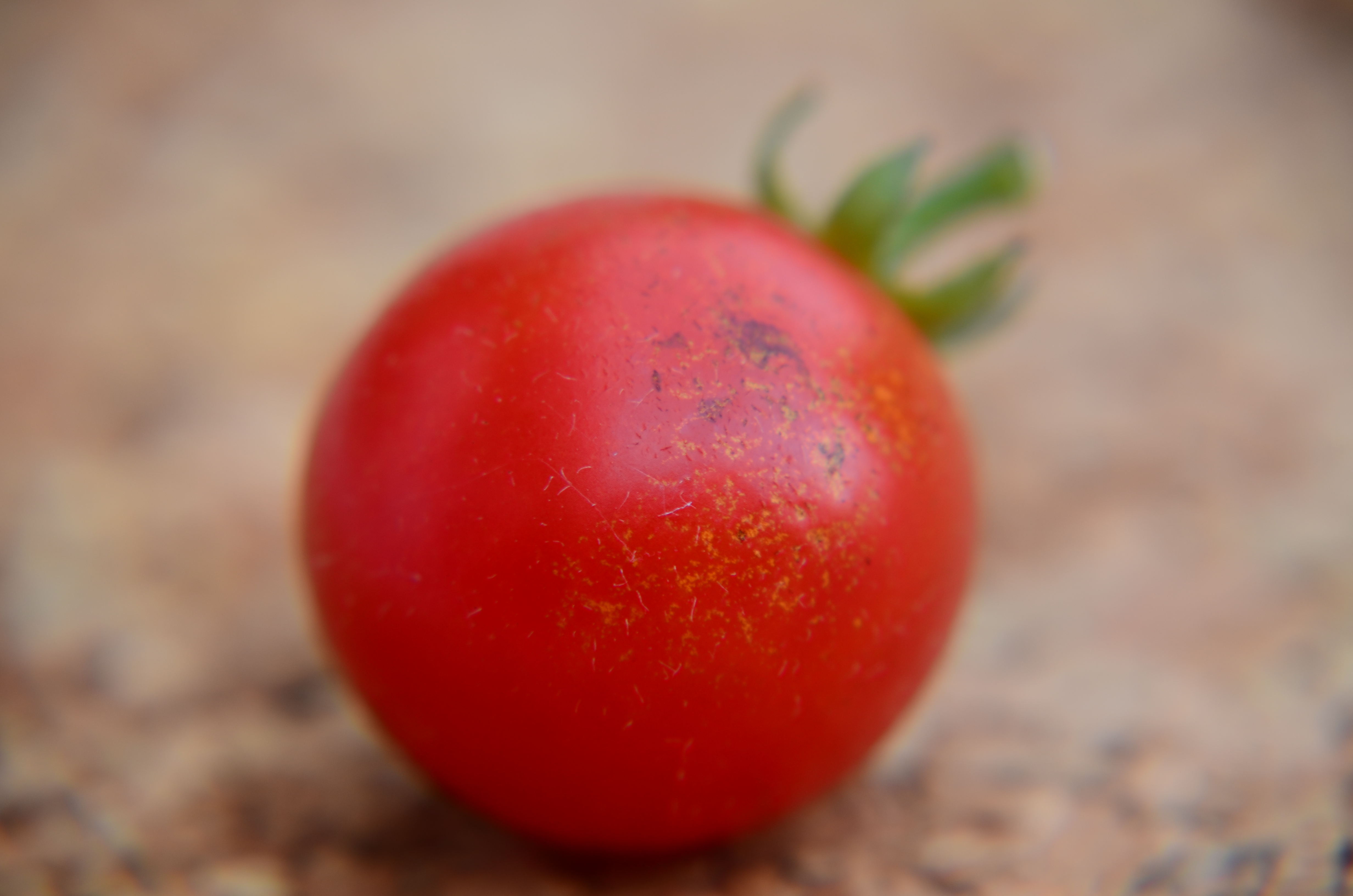 snoeptomaat-close-up