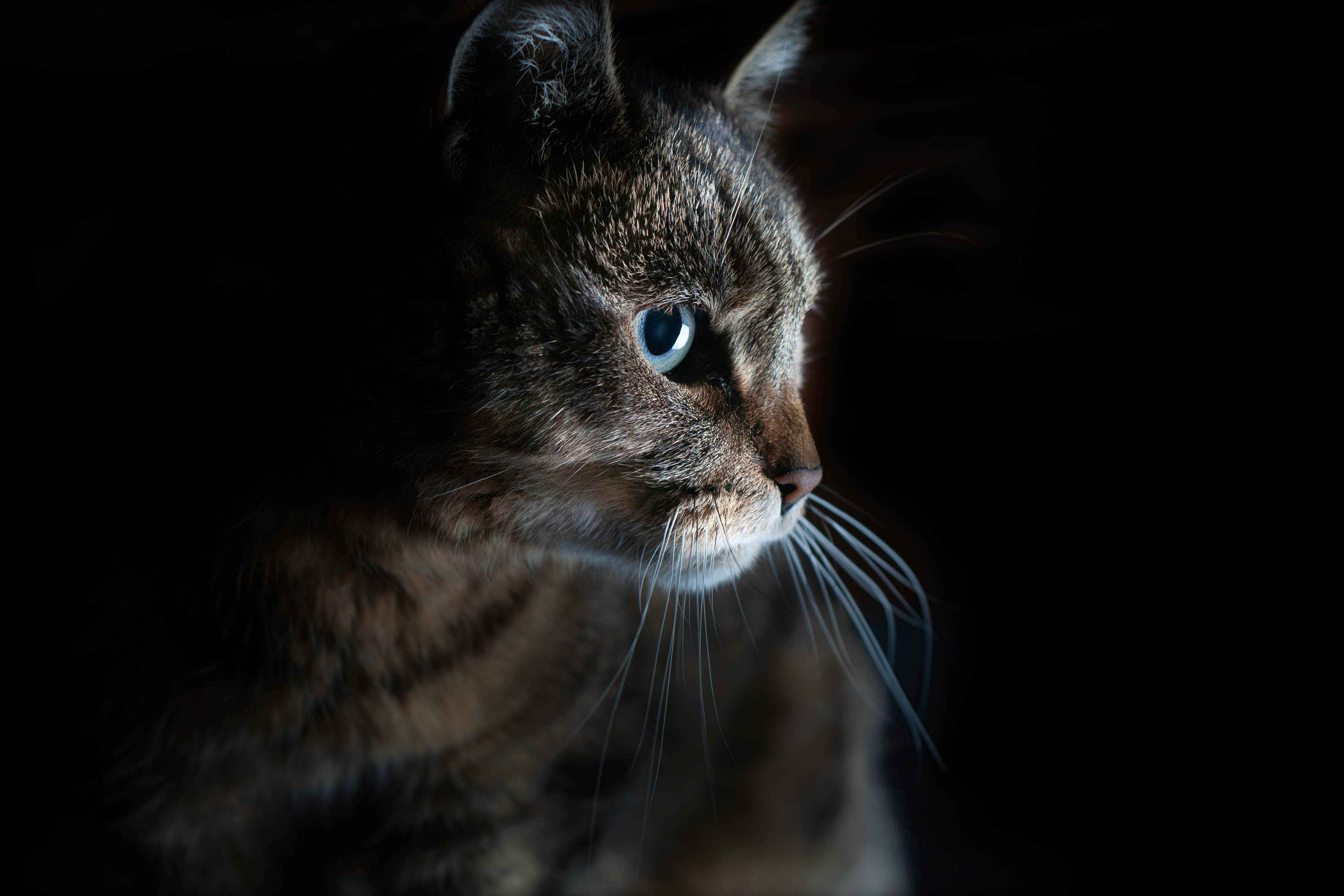 kat-is-geconcentreerd