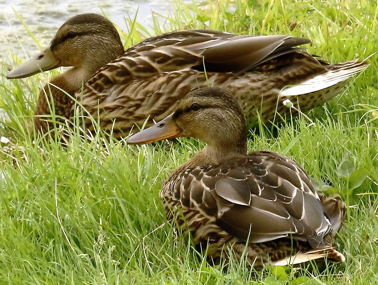 wingene-west-vlaanderen