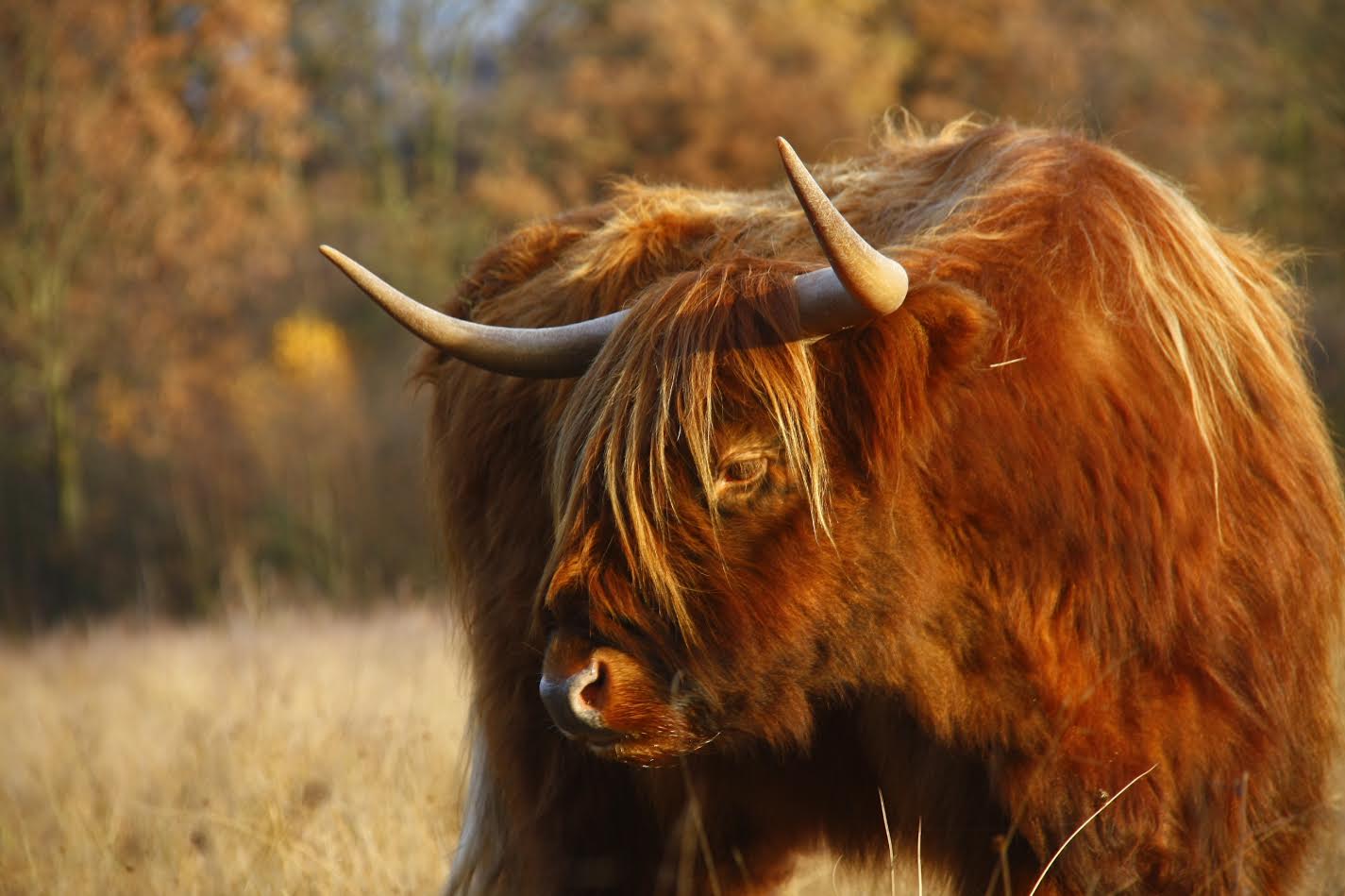 schotse-hooglander-in-maashorst