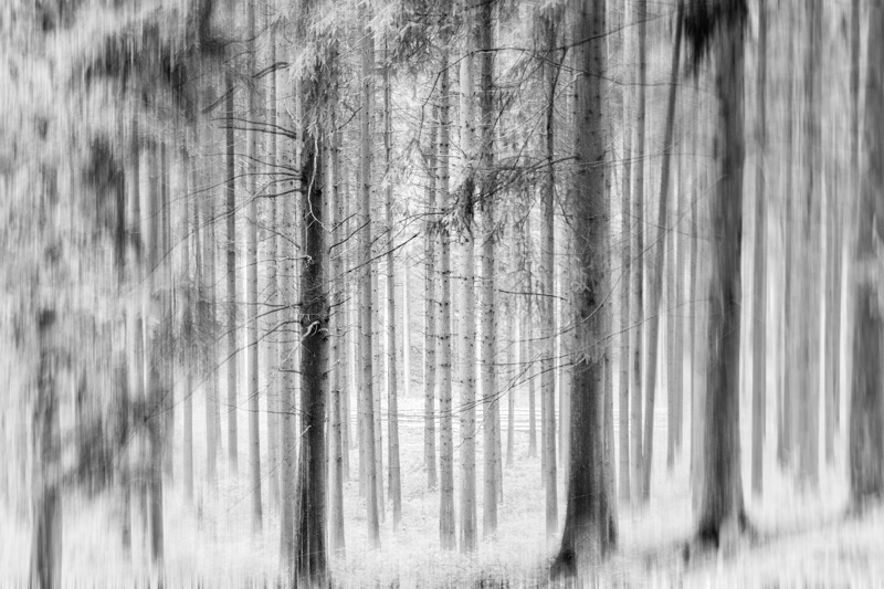 black-white-forest