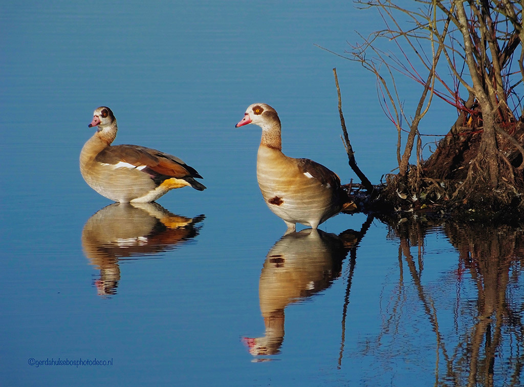 nijlganzen-met-reflectie