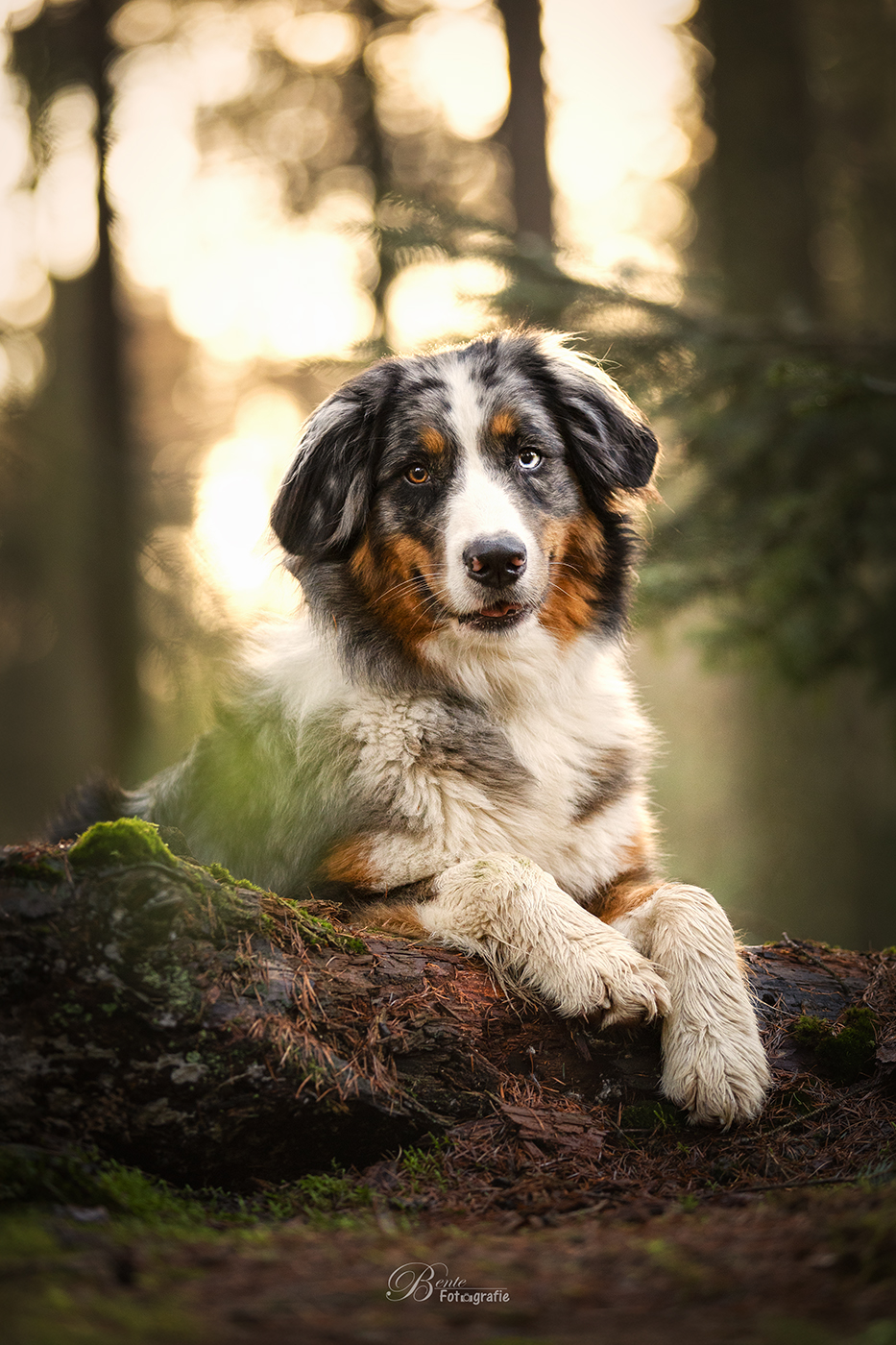 australische-herder-myla