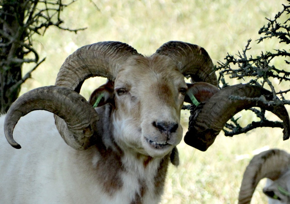lachend-drents-heideschaap