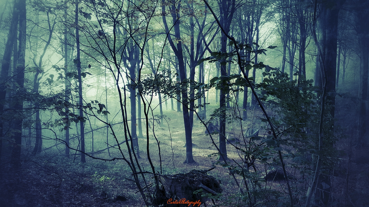 mysterious-woods