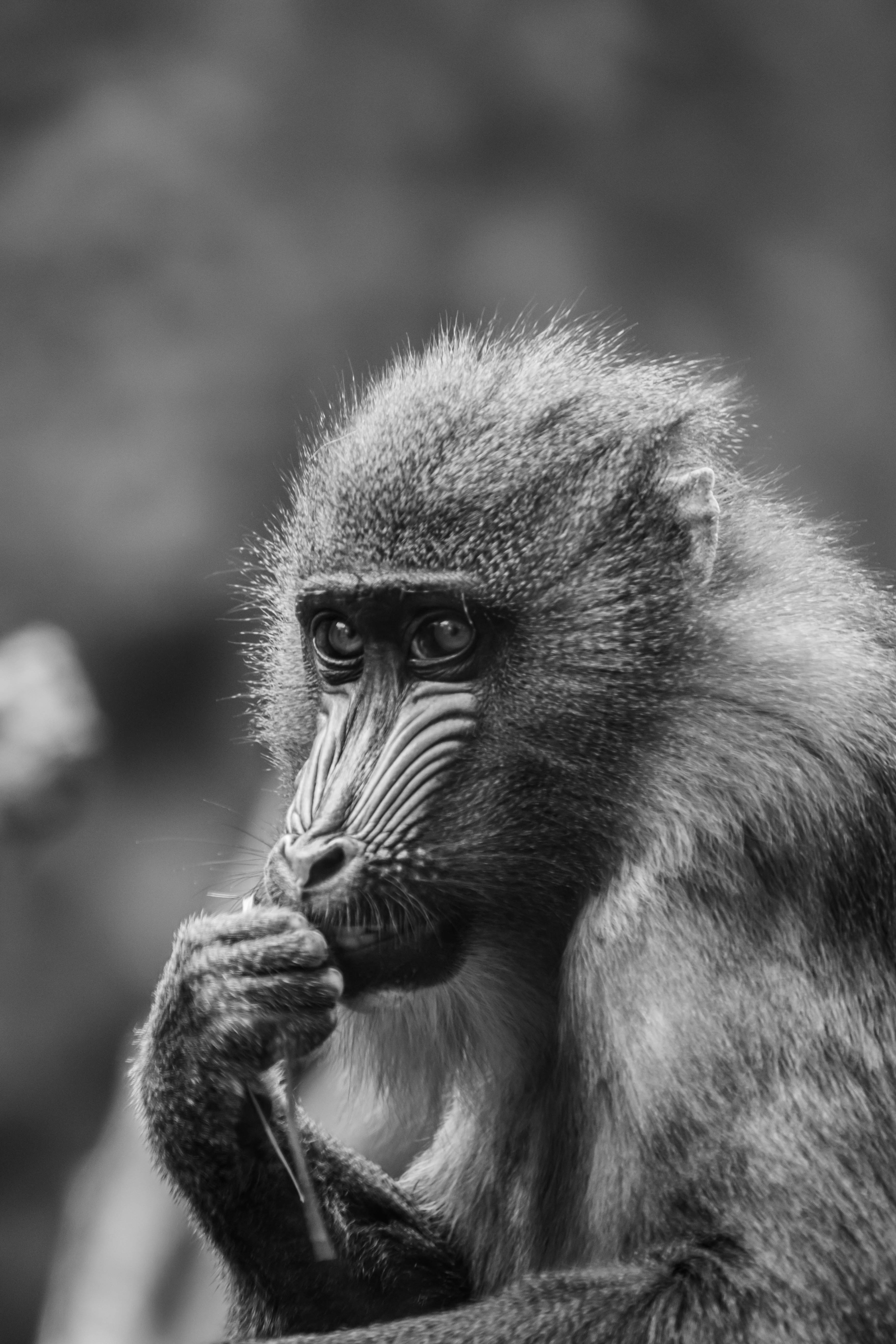 baboon-portret