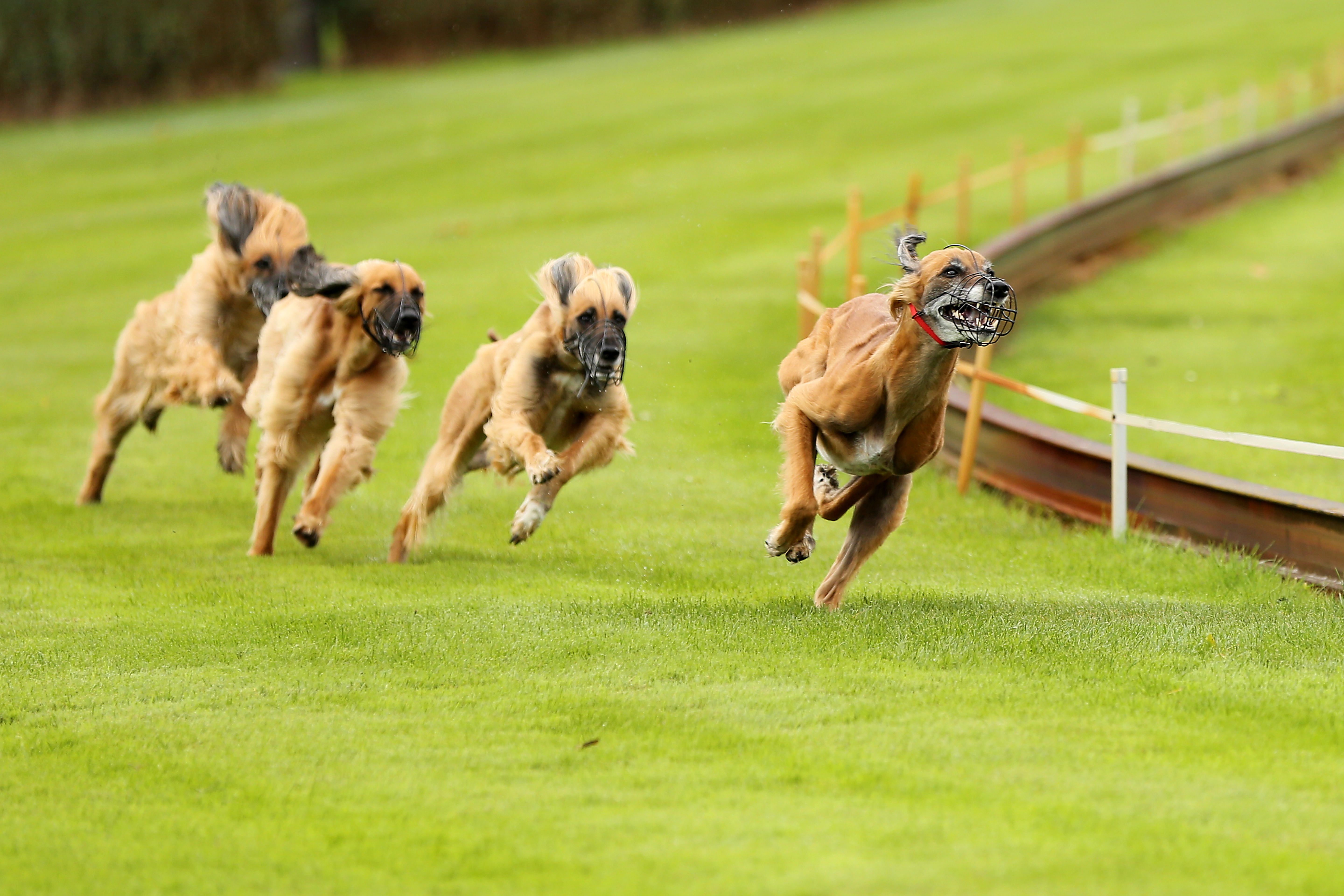 hondenrennen